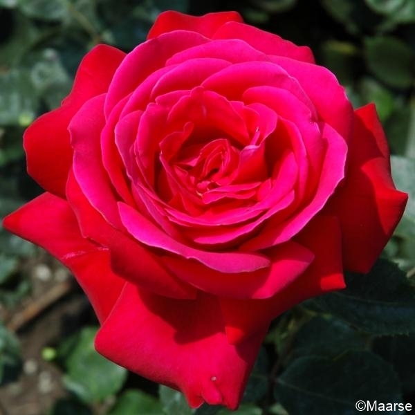 Dame de Coeur - Stammrose 110 cm