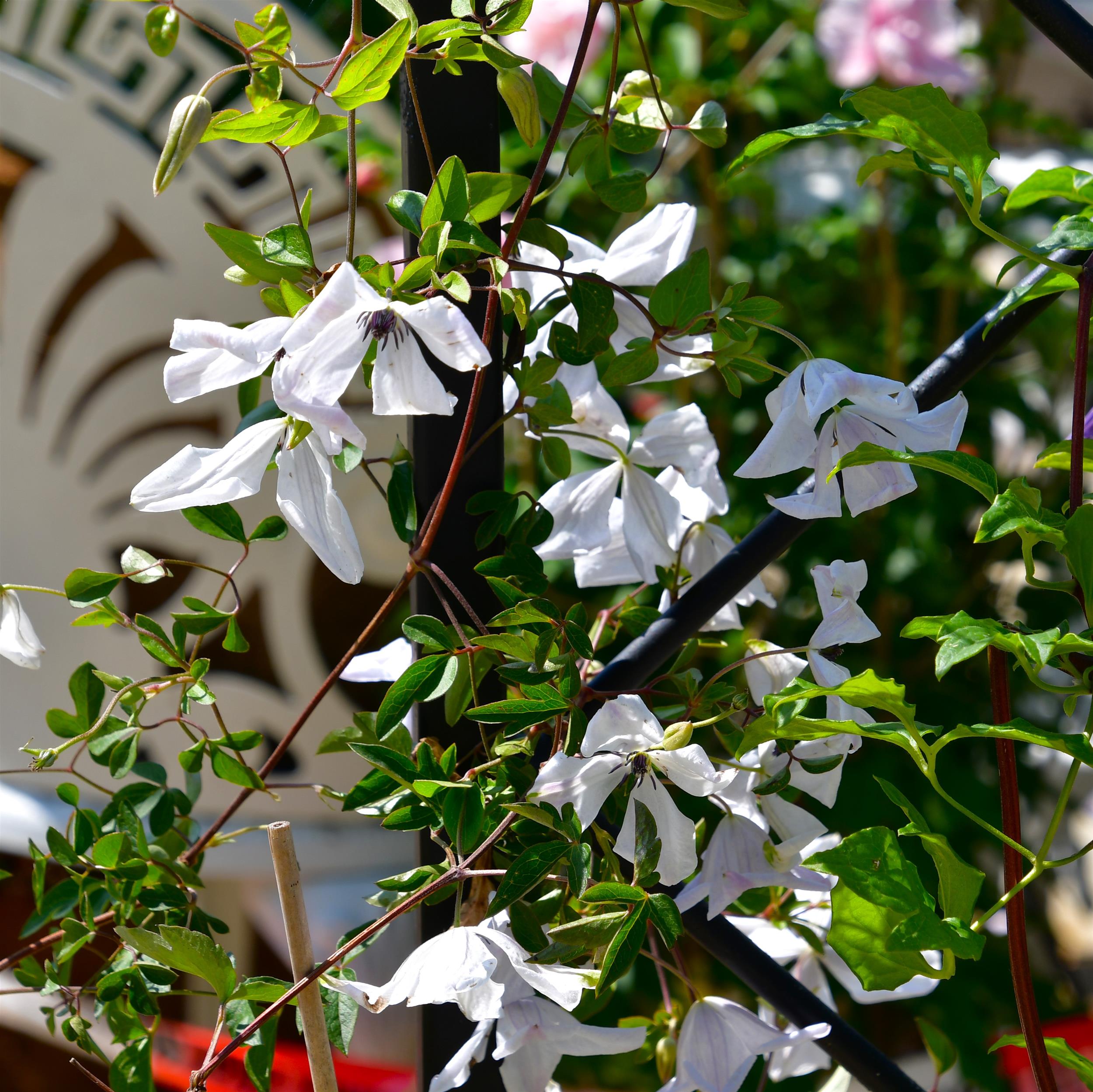 Clematis vitic.Alba Luxurians