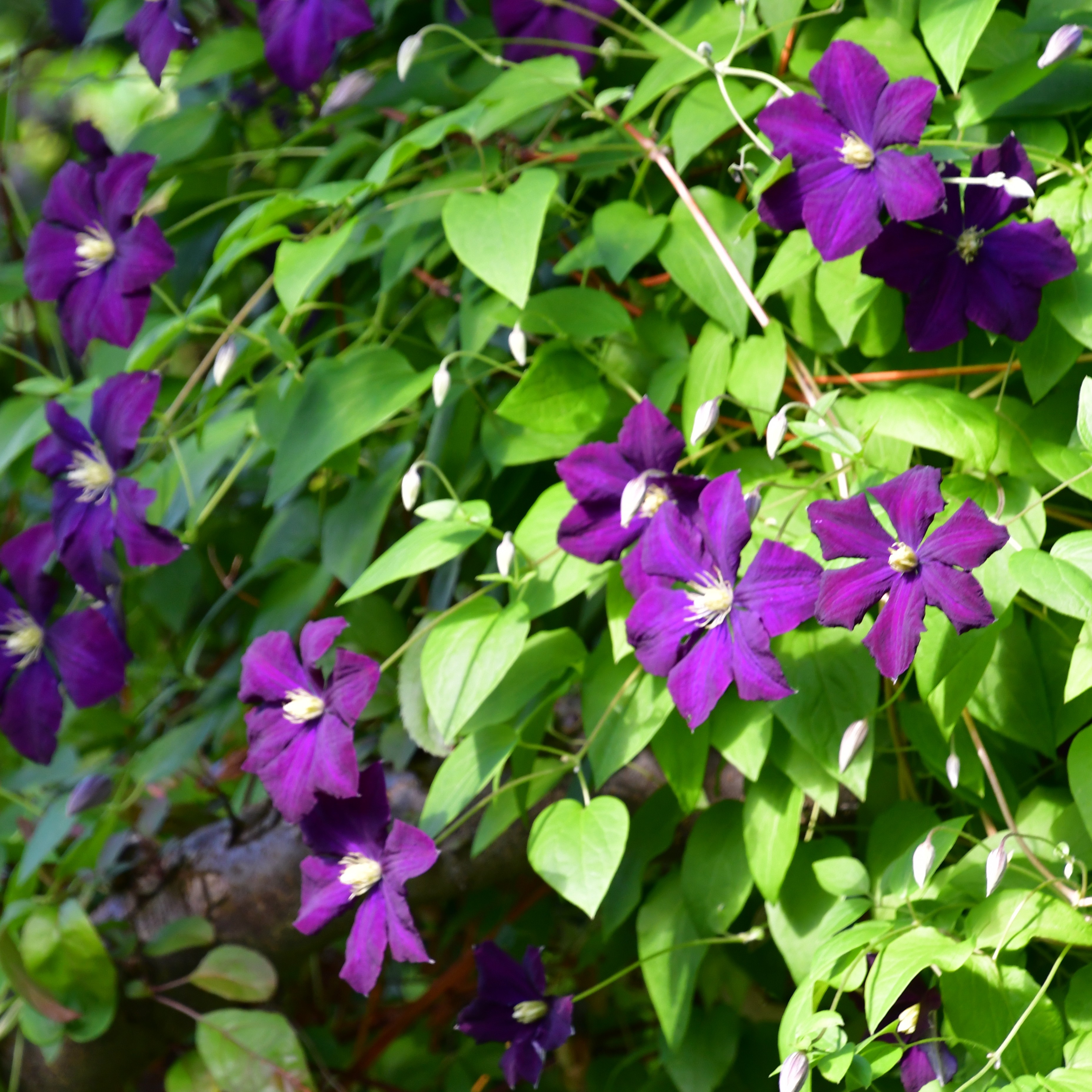 Clematis vitic. ´Etoile Violette`