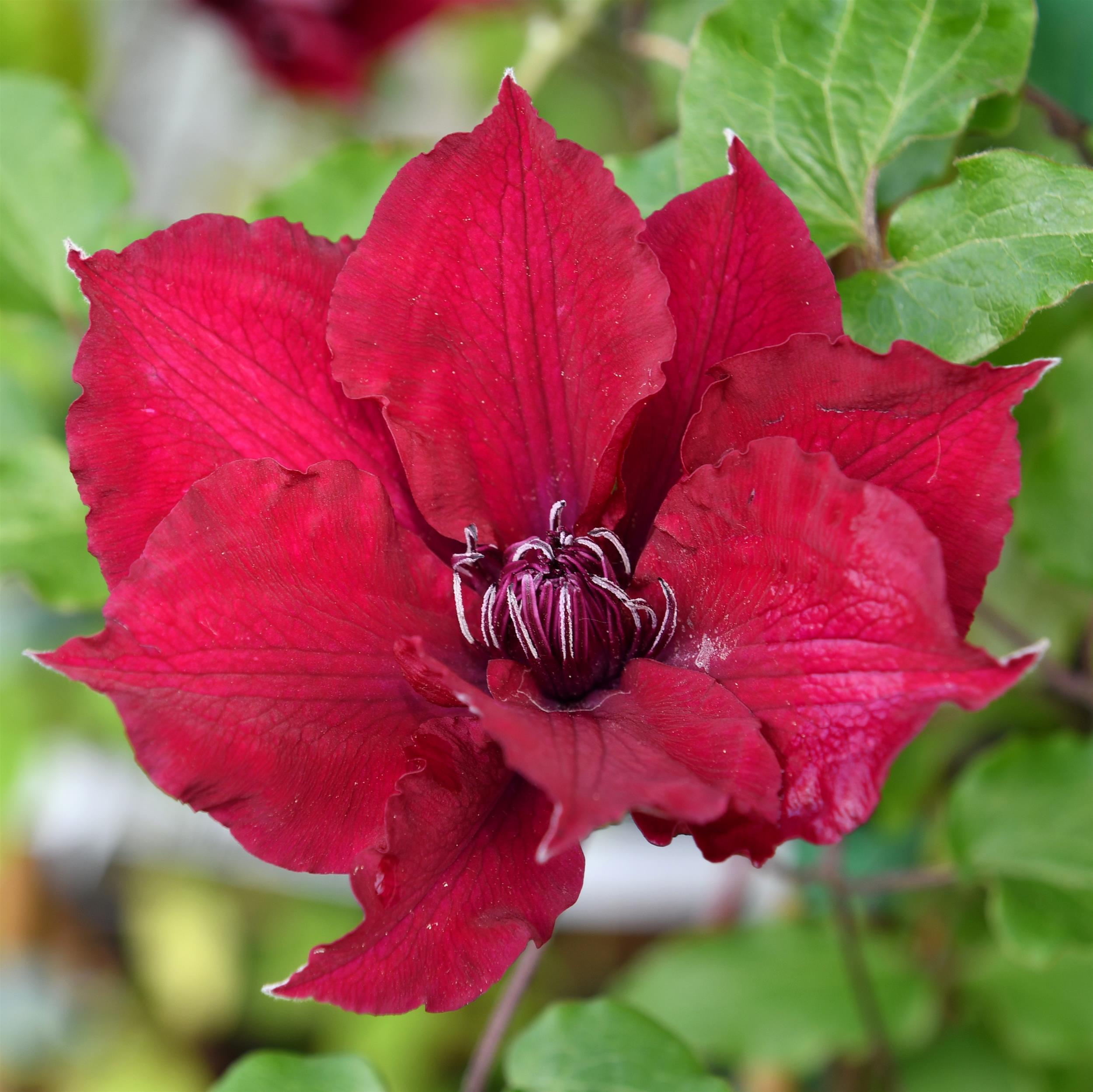 Clematis hyb. ´Nubia Evipo079`