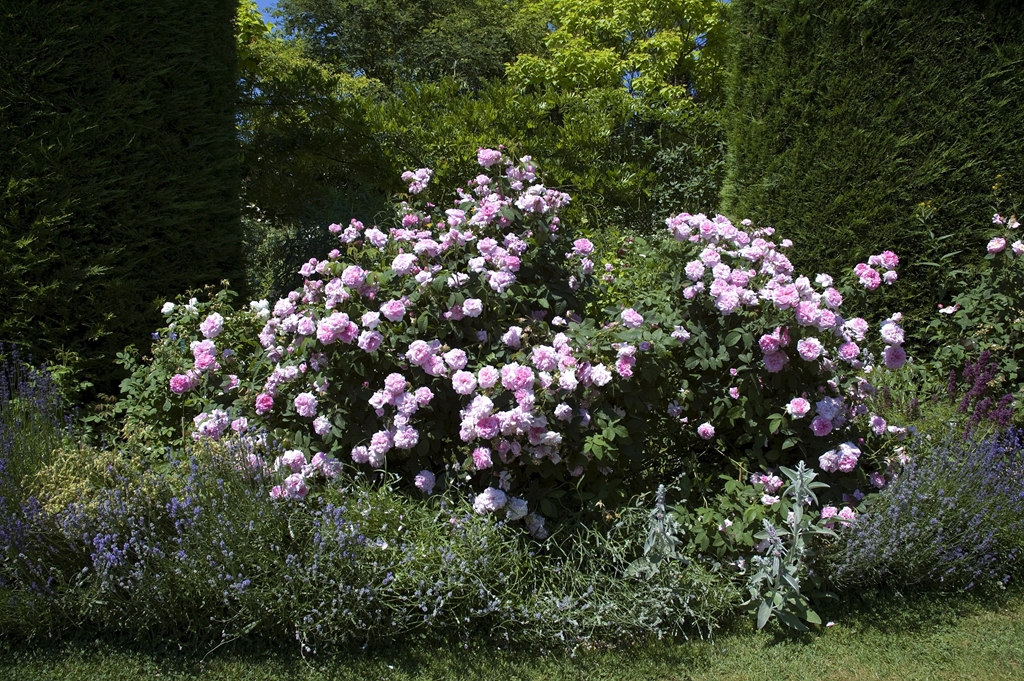 Königin von Dänemark