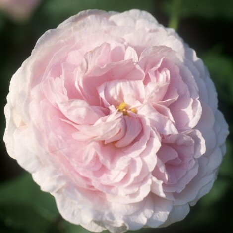 Great Maiden´s Blush