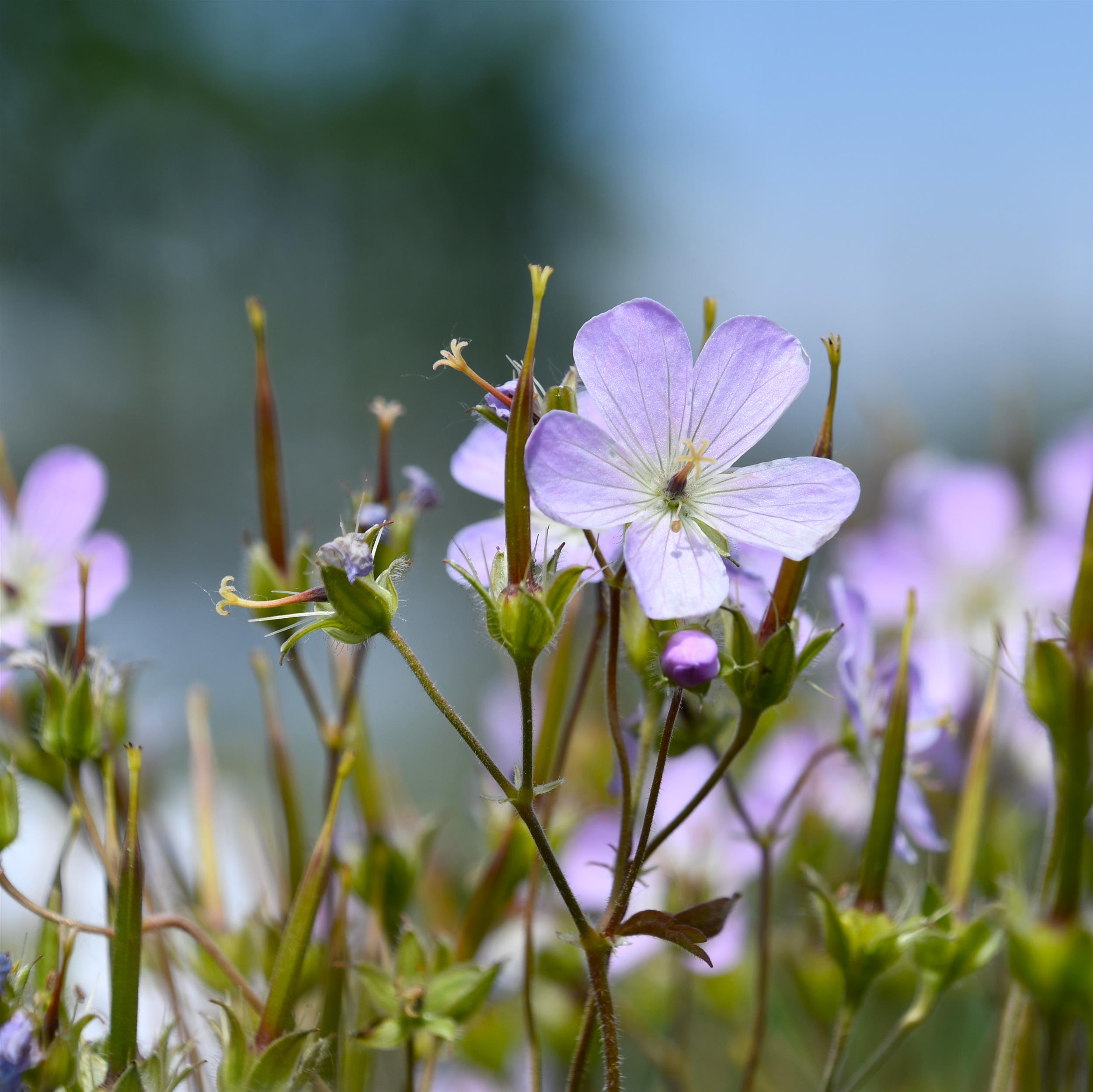 Geranium maculatum 'Espresso'