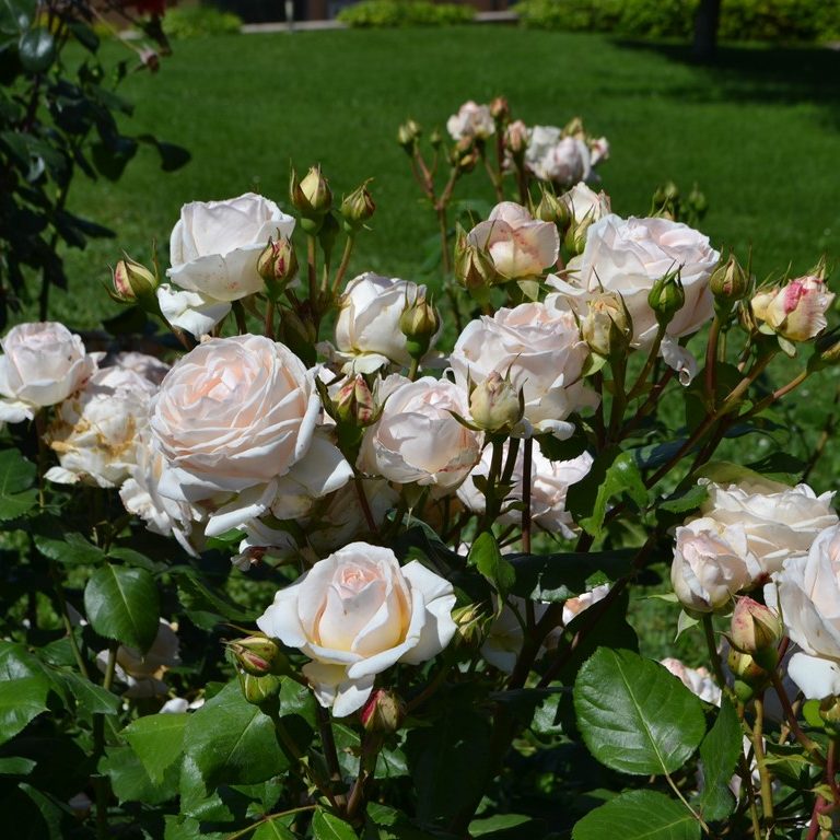 Rosenkavalier Kleiber