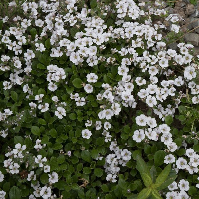 Gypsophila cerastioides 0,5L