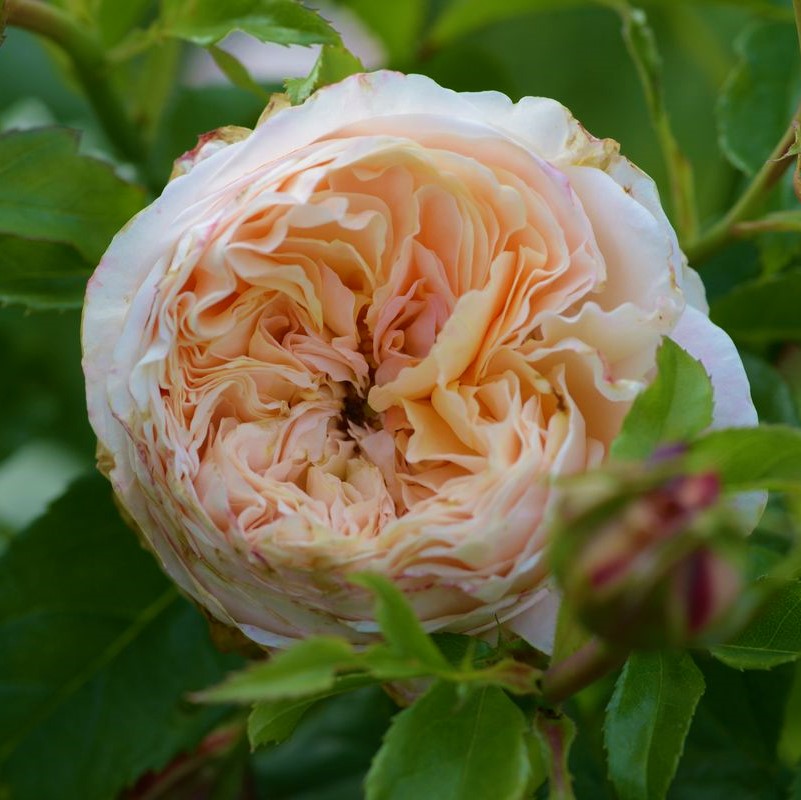 Domaine de Chantilly