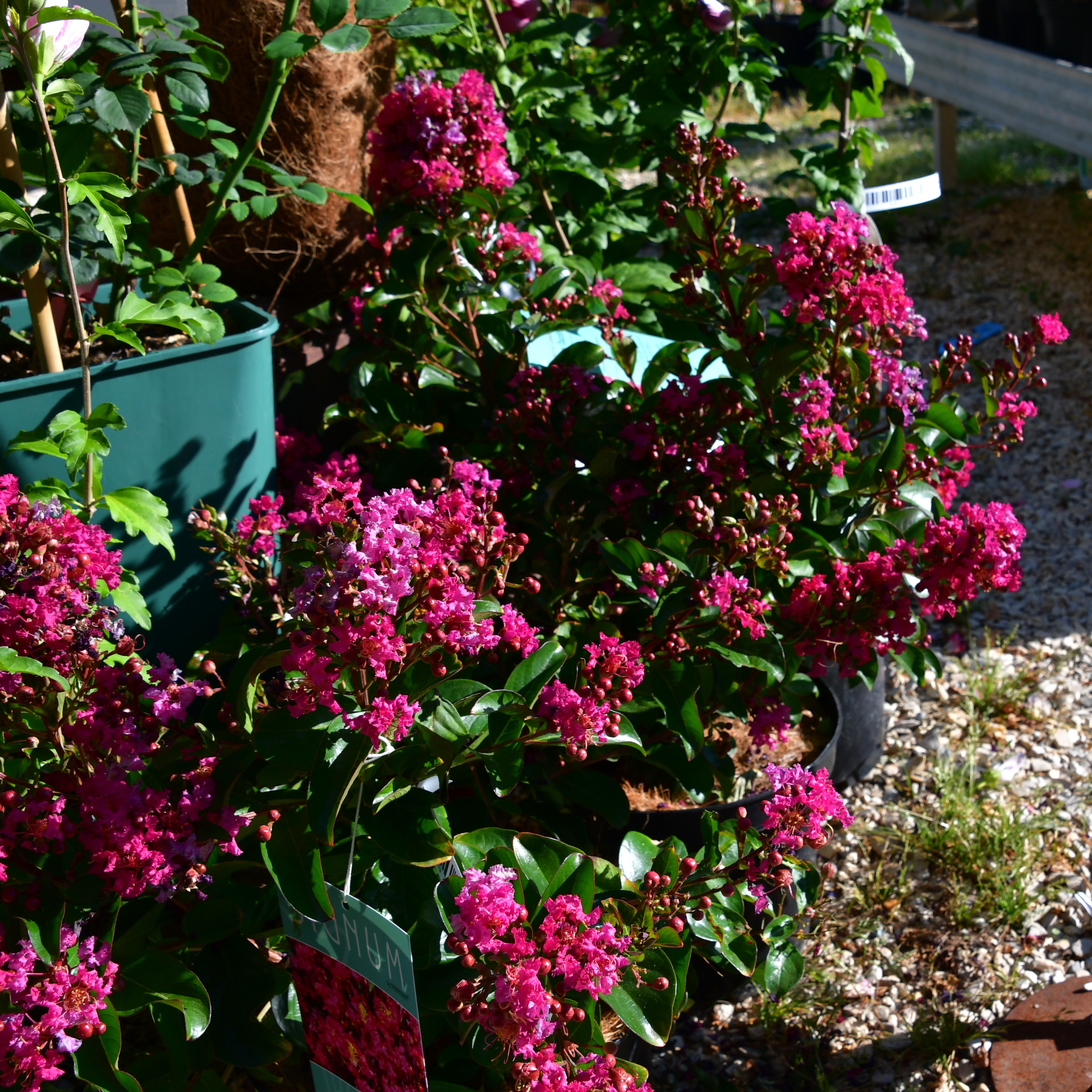 Lagerstroemia Berry Dazzle 5L