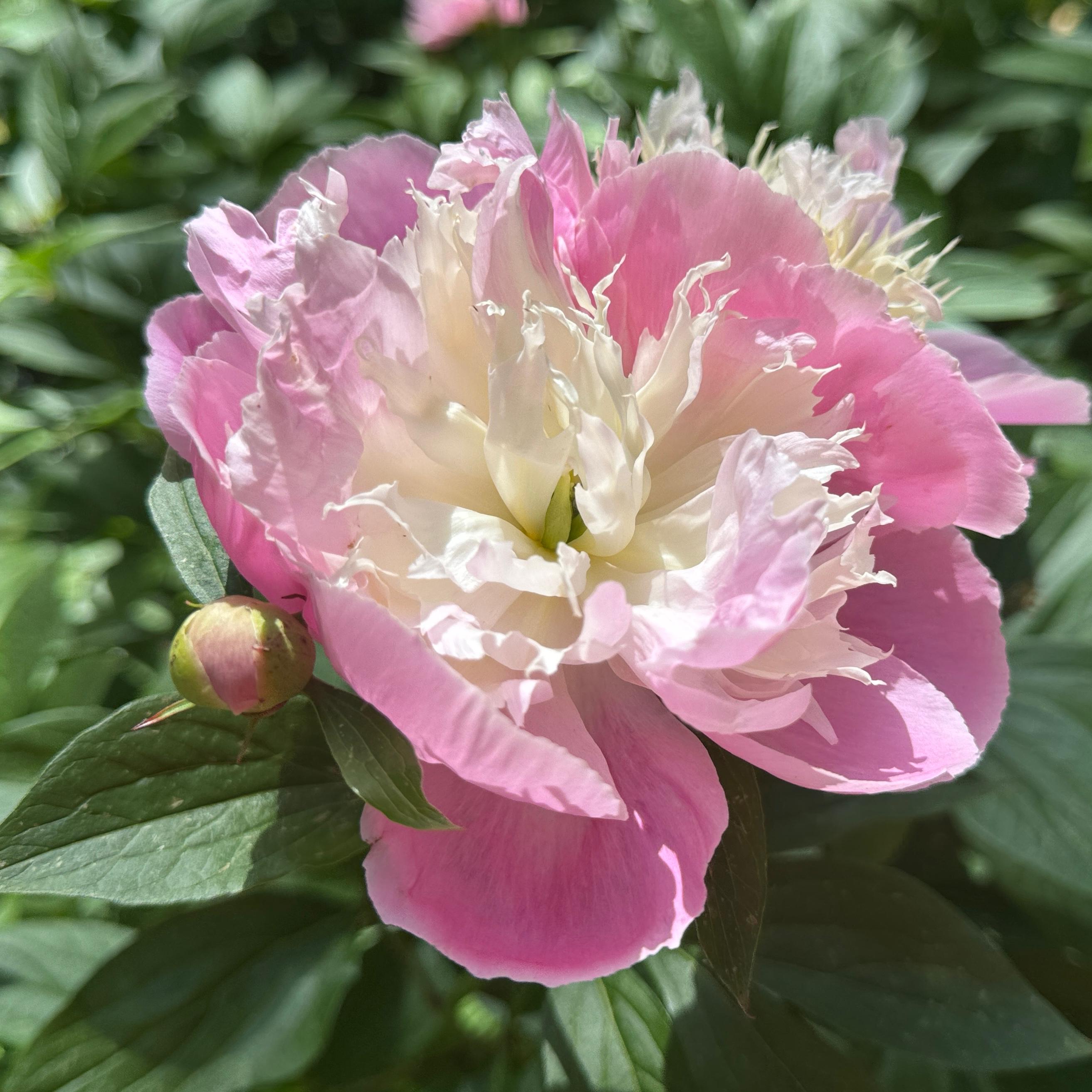 Paeonia lactiflora Bowl of Beauty 2L