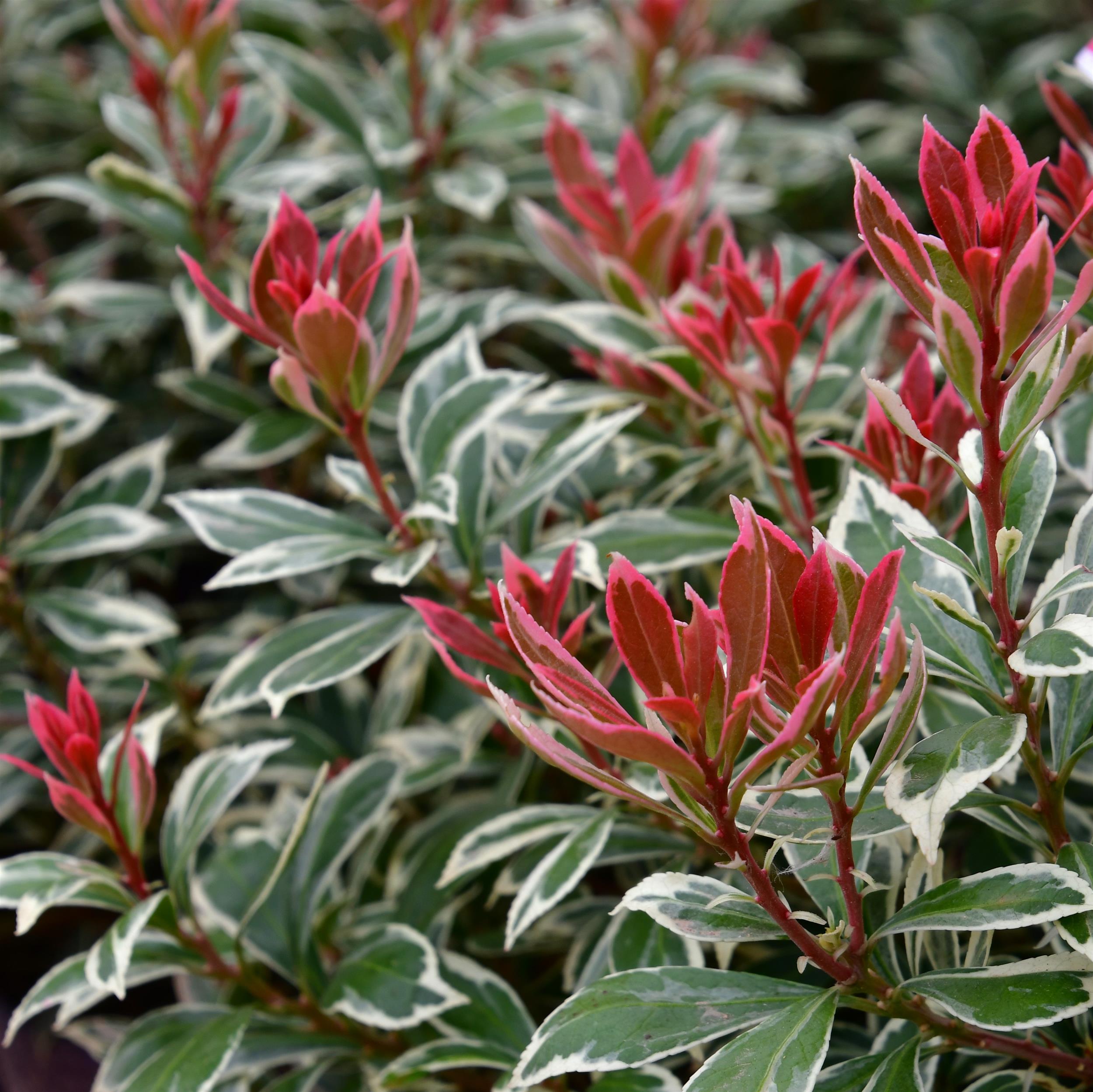 Pieris japonica 'Little Heath'