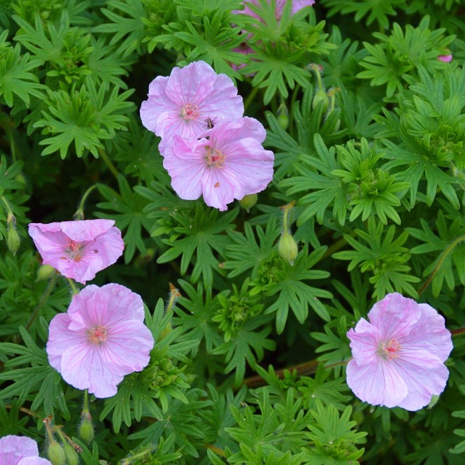 Geranium sanguineum `Apfelblüte' 0,5L