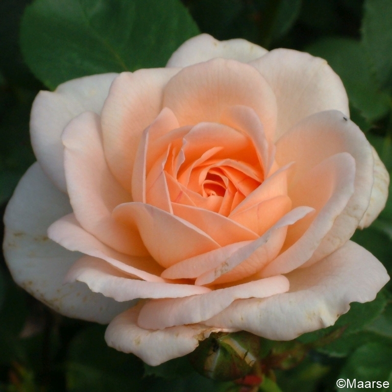 Liliana/ Clair Renaissance