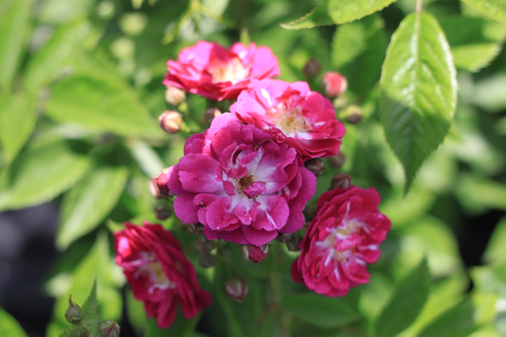 Perennial Blue - Stammrose 110 cm