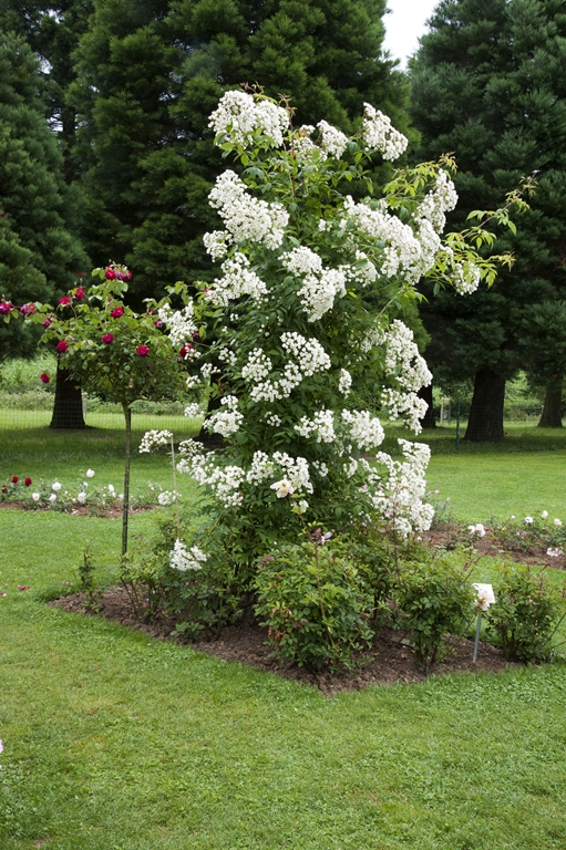 Ettenbühler Glöckchen