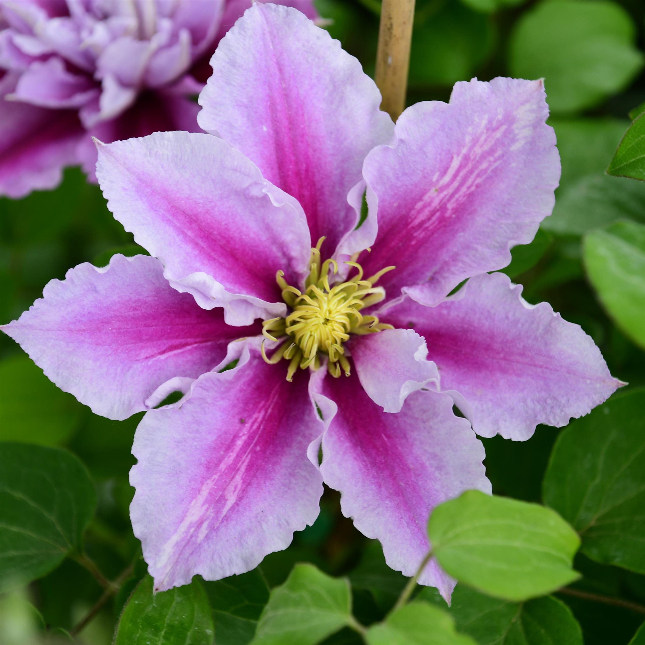 Clematis hyb. Piilu