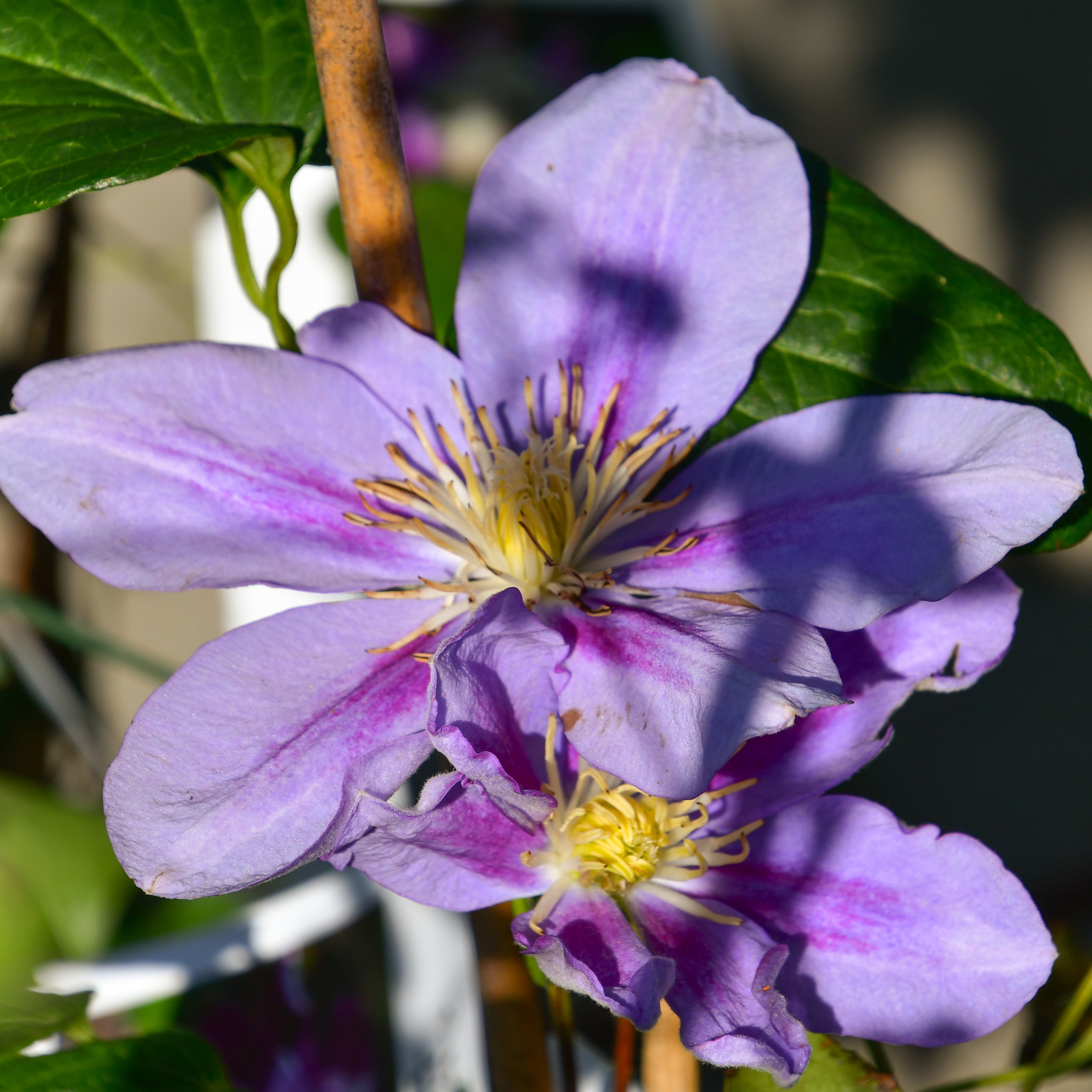 Clematis Hyb. Darena