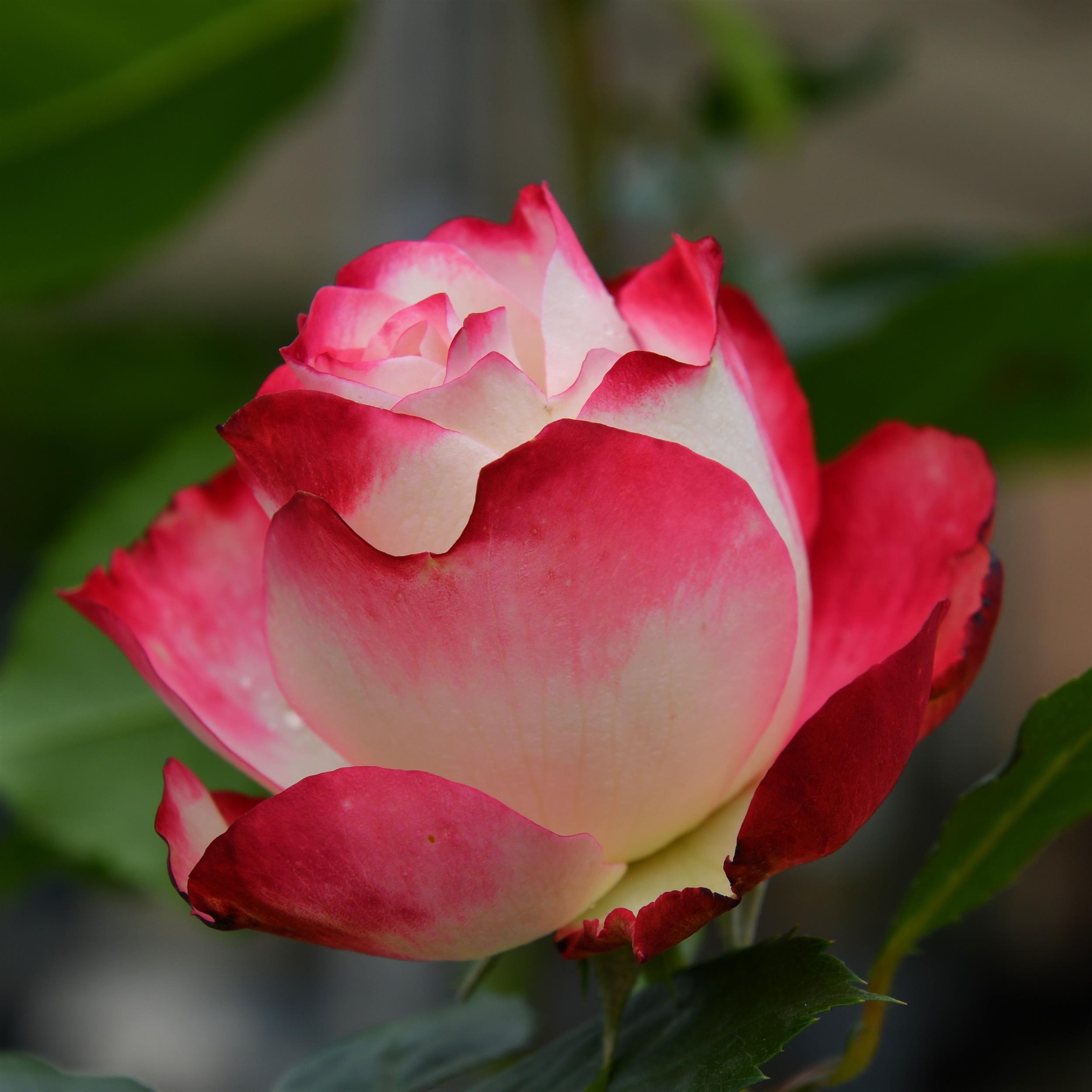 Jubilé de Prince de Monaco