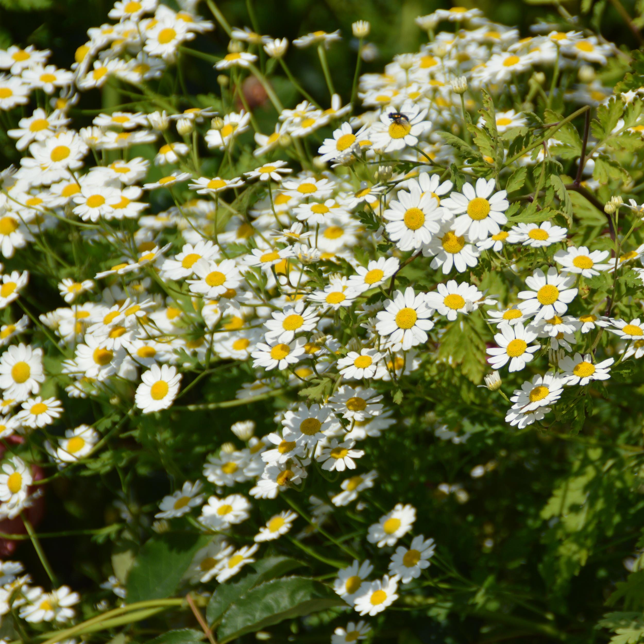 Tanacetum parthenium - Mutterkraut 1L