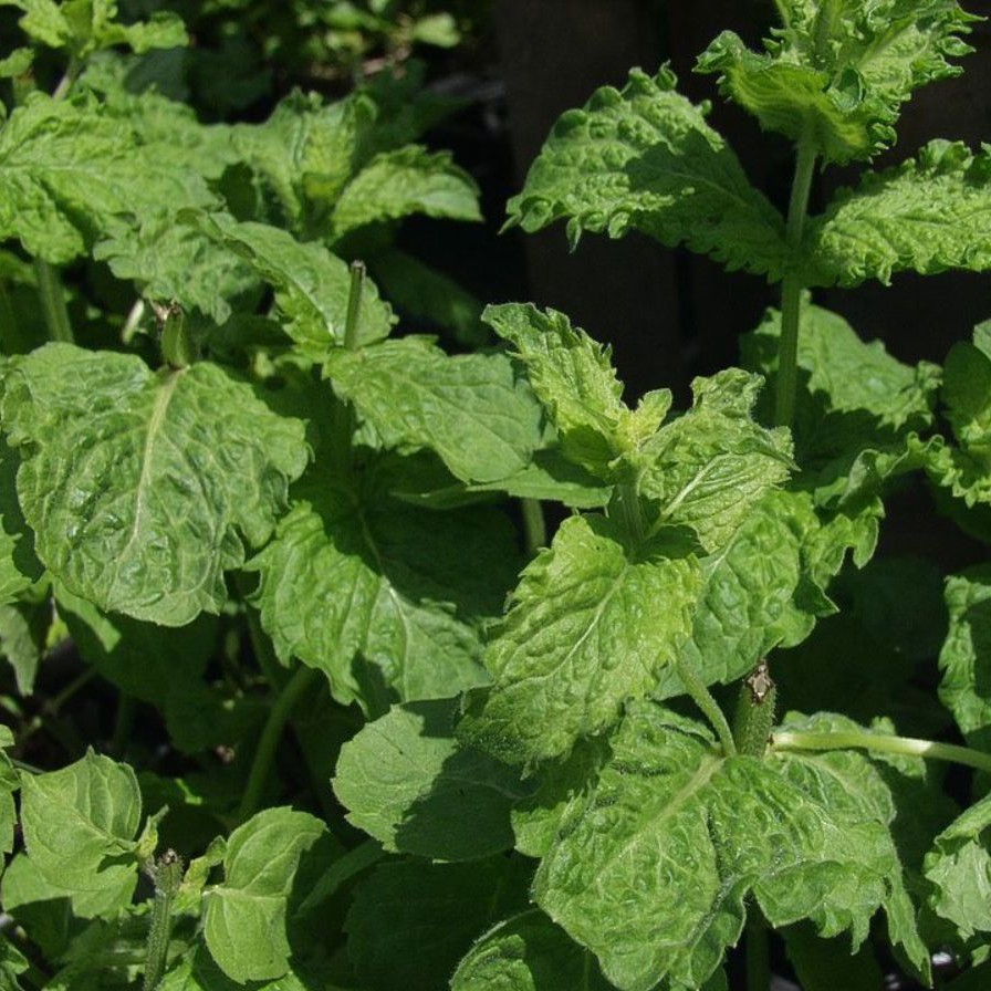 Mentha x cult.'Nemorosa'