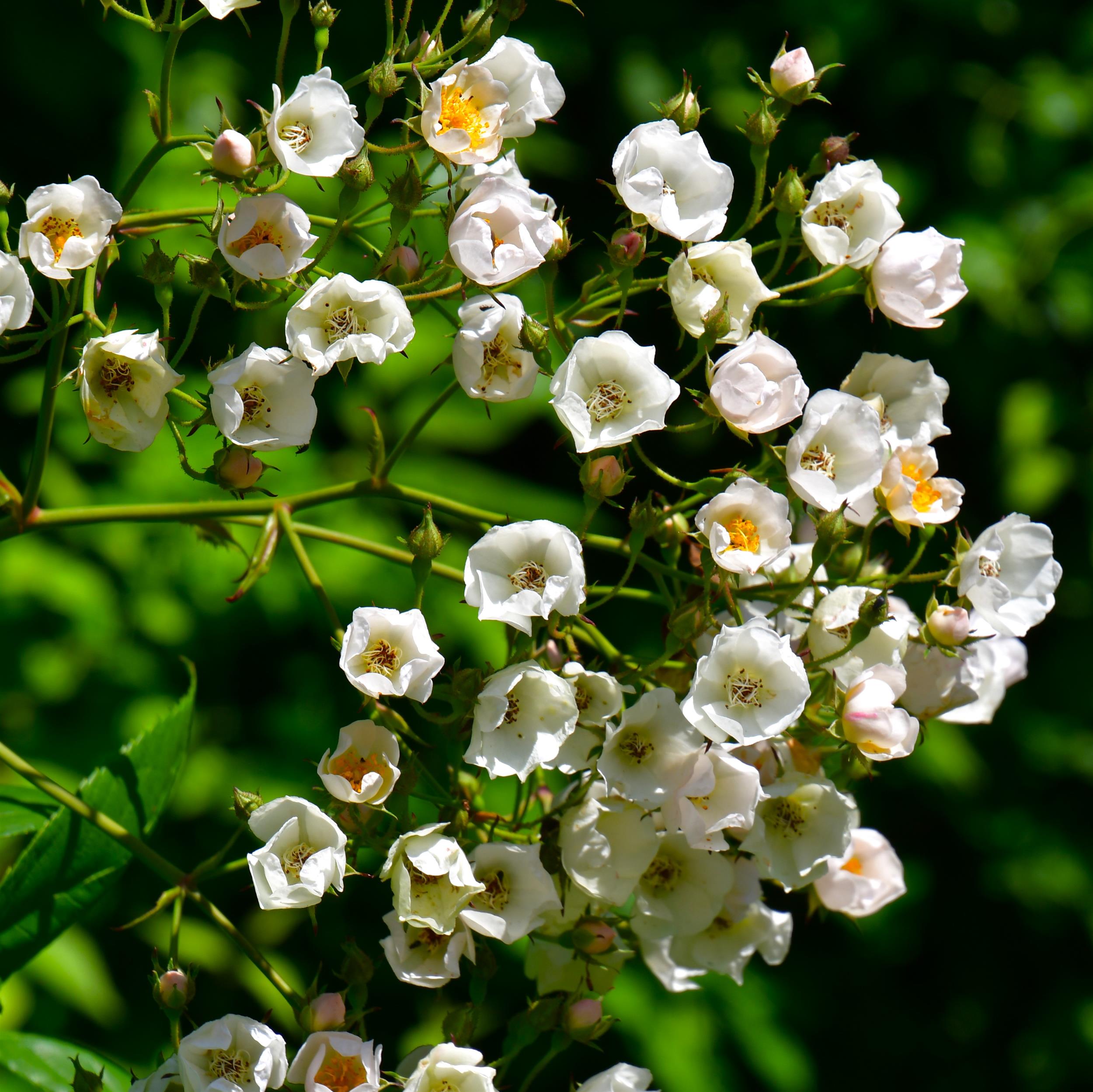 Ettenbühler Glöckchen