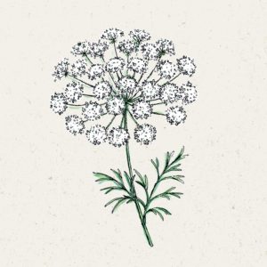 Ammi majus / Knorpelmöhre