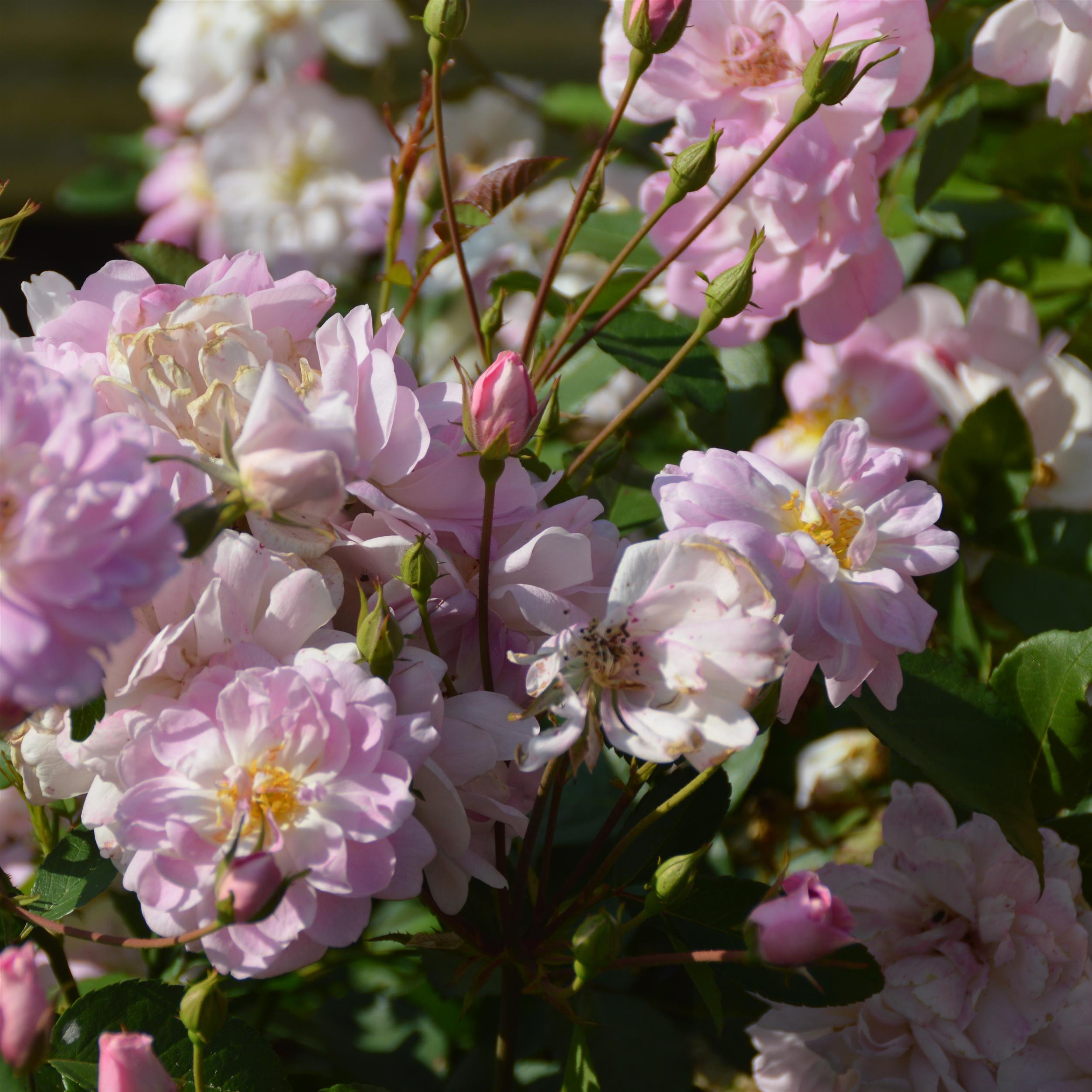Dainty Pink