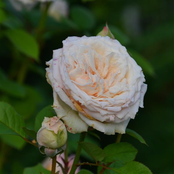Royal Victoria