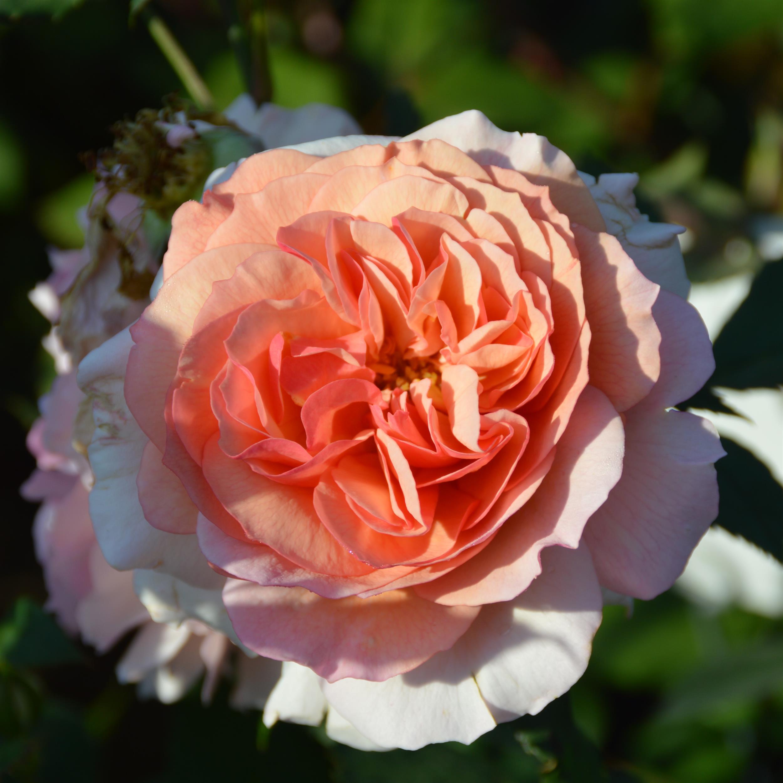 Georgette´s Lace