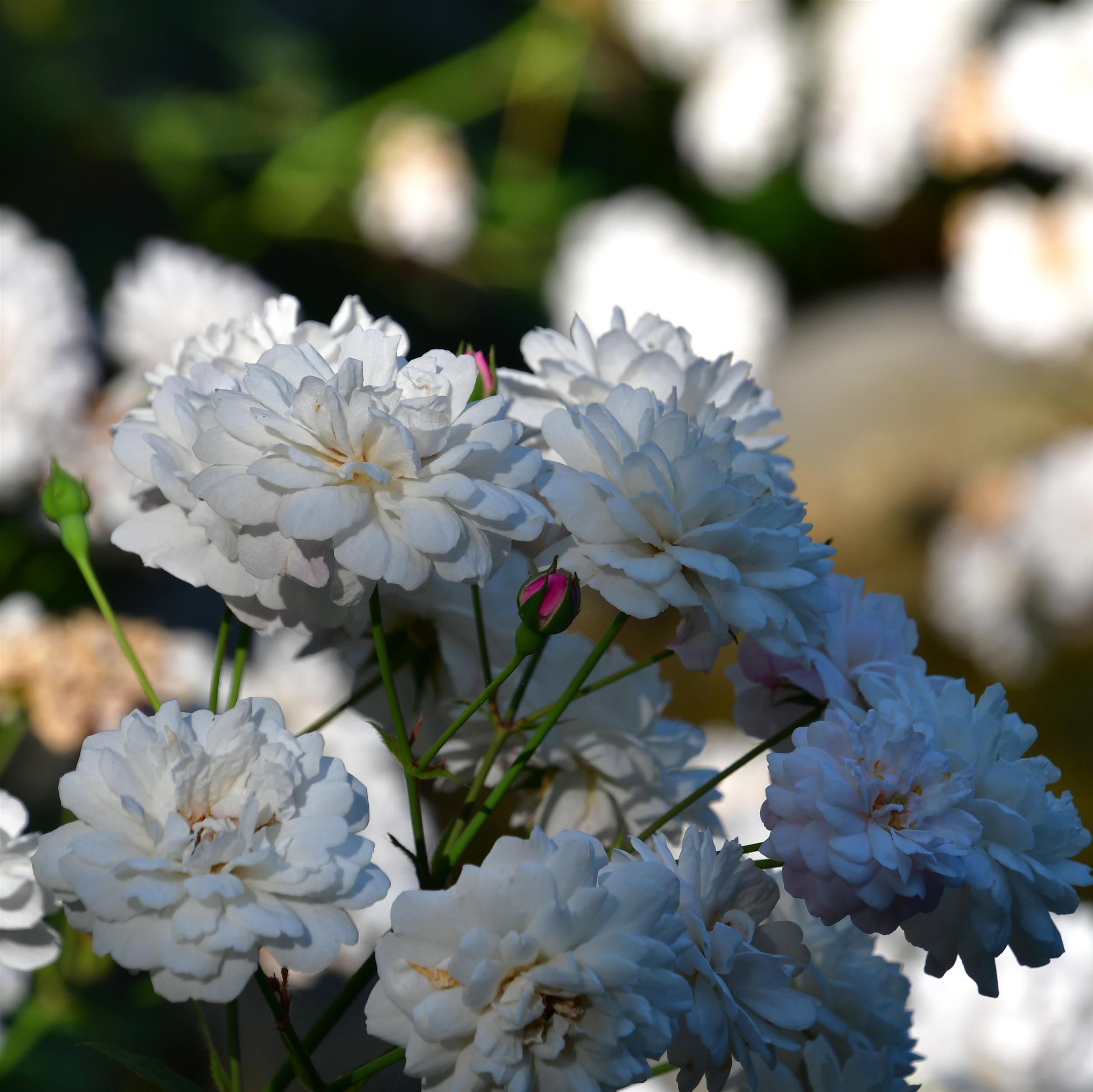 Little White Pet - Stammrose 110 cm