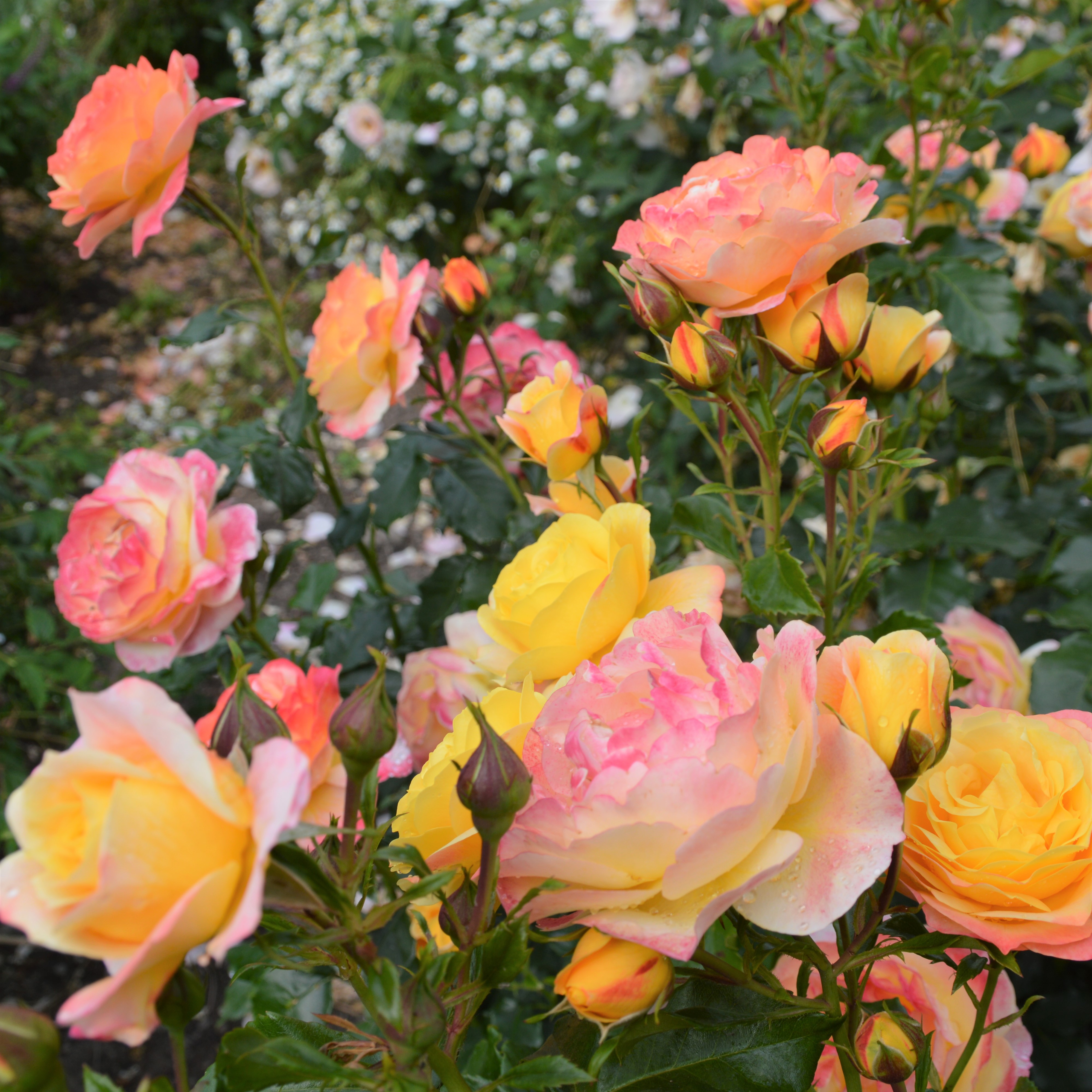 Rose der Hoffnung