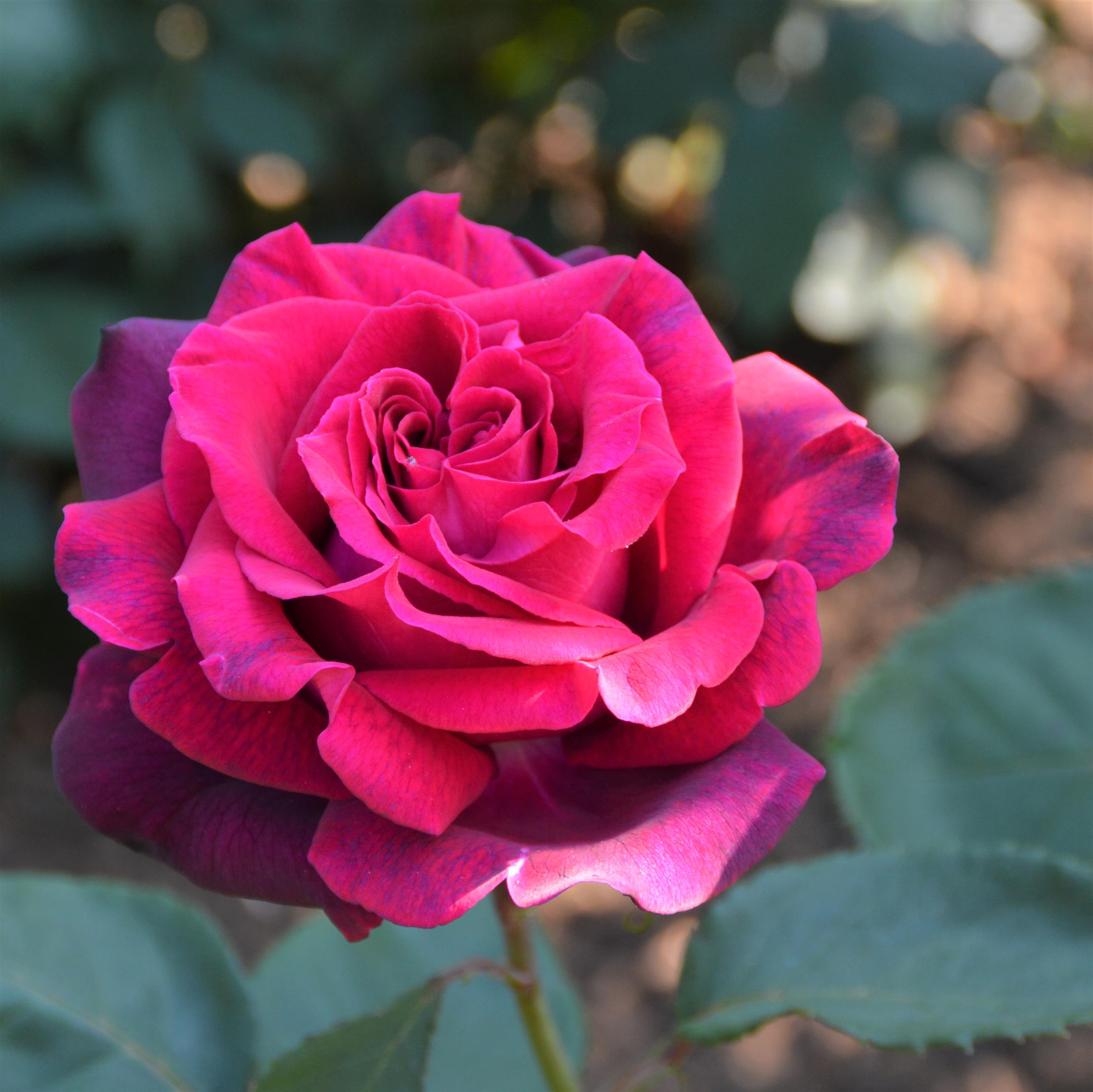 Gräfin Diana - Stammrose 90 cm