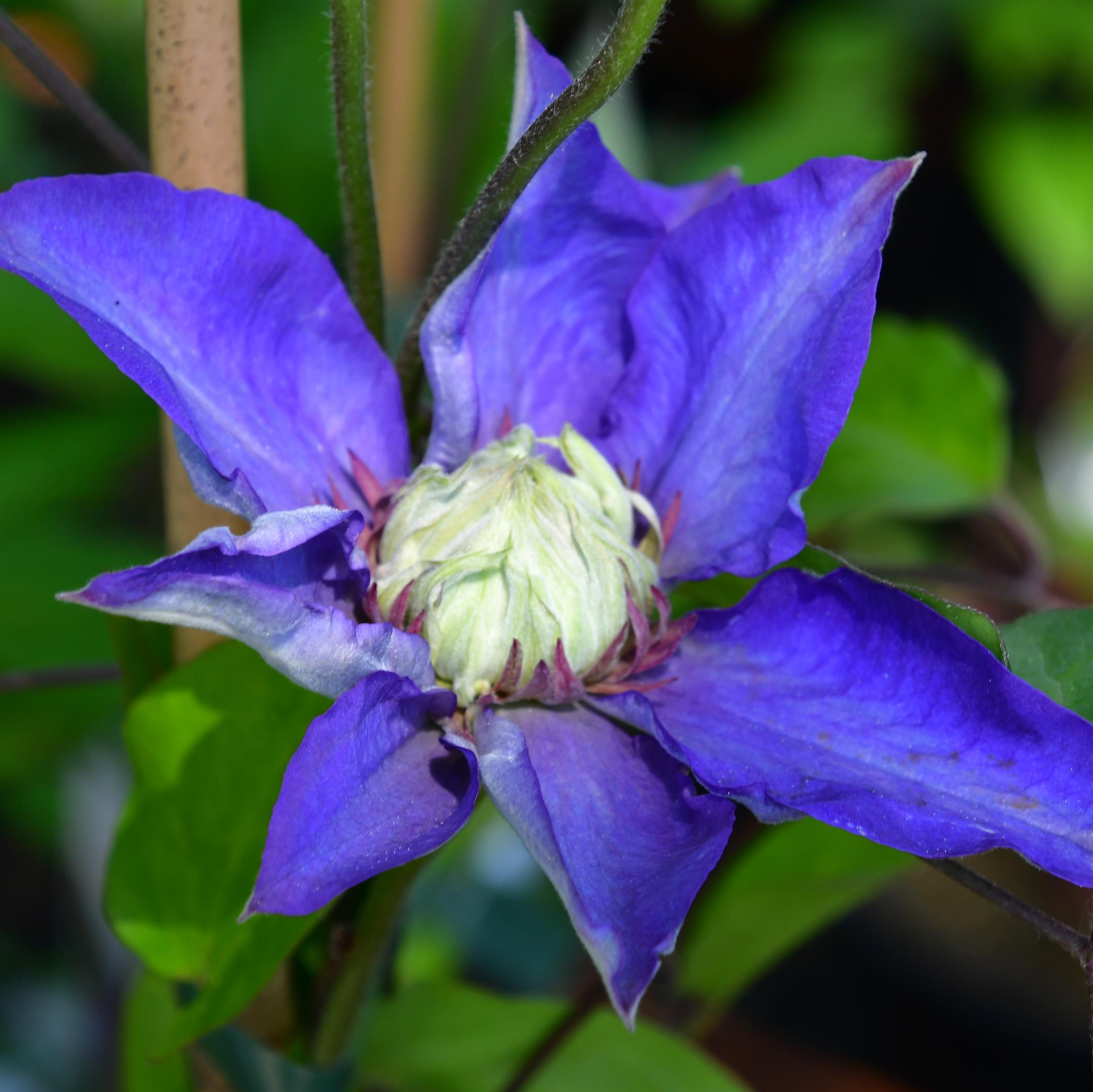 Clematis hyb. 'Multi Blue'