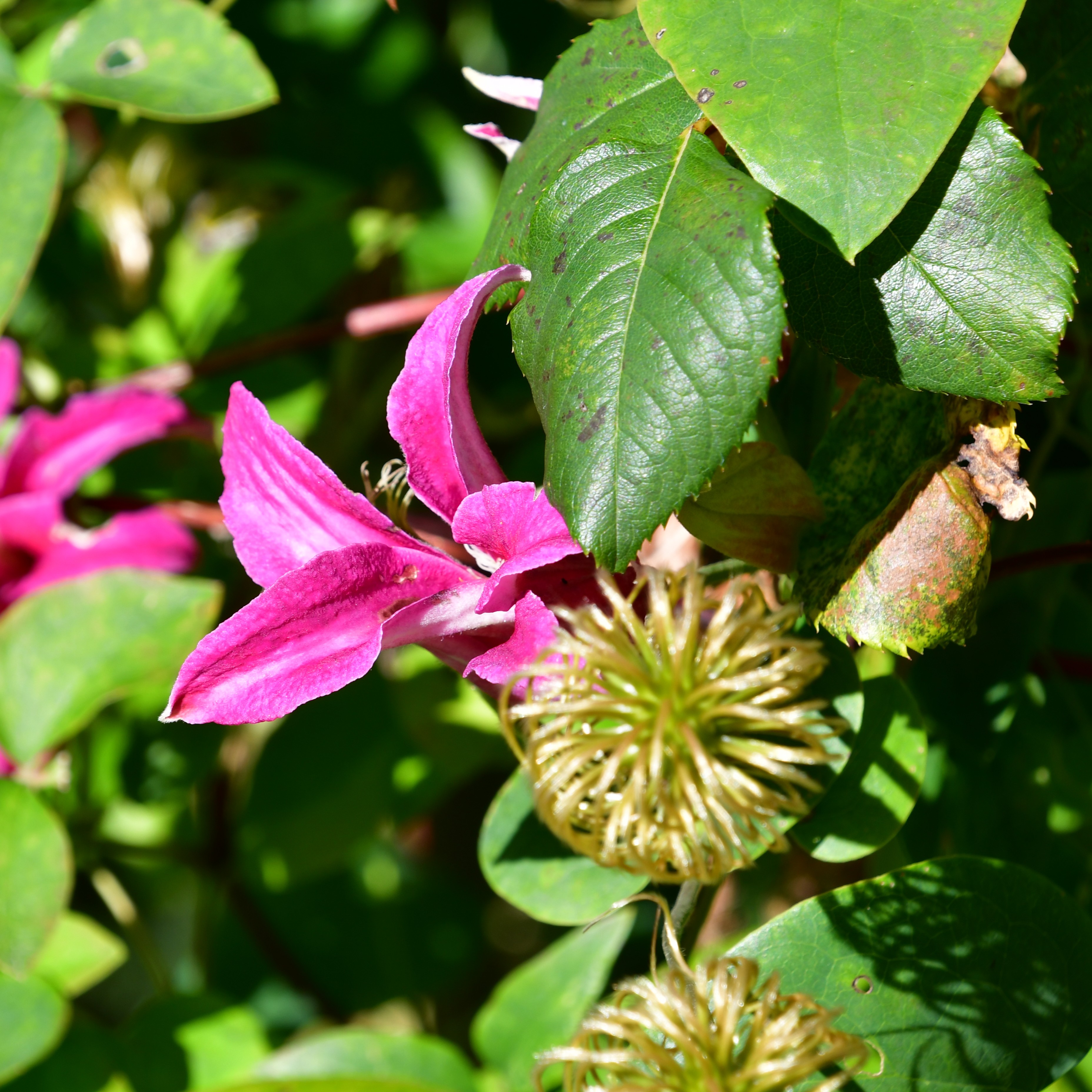 Clematis tex Princess Diana