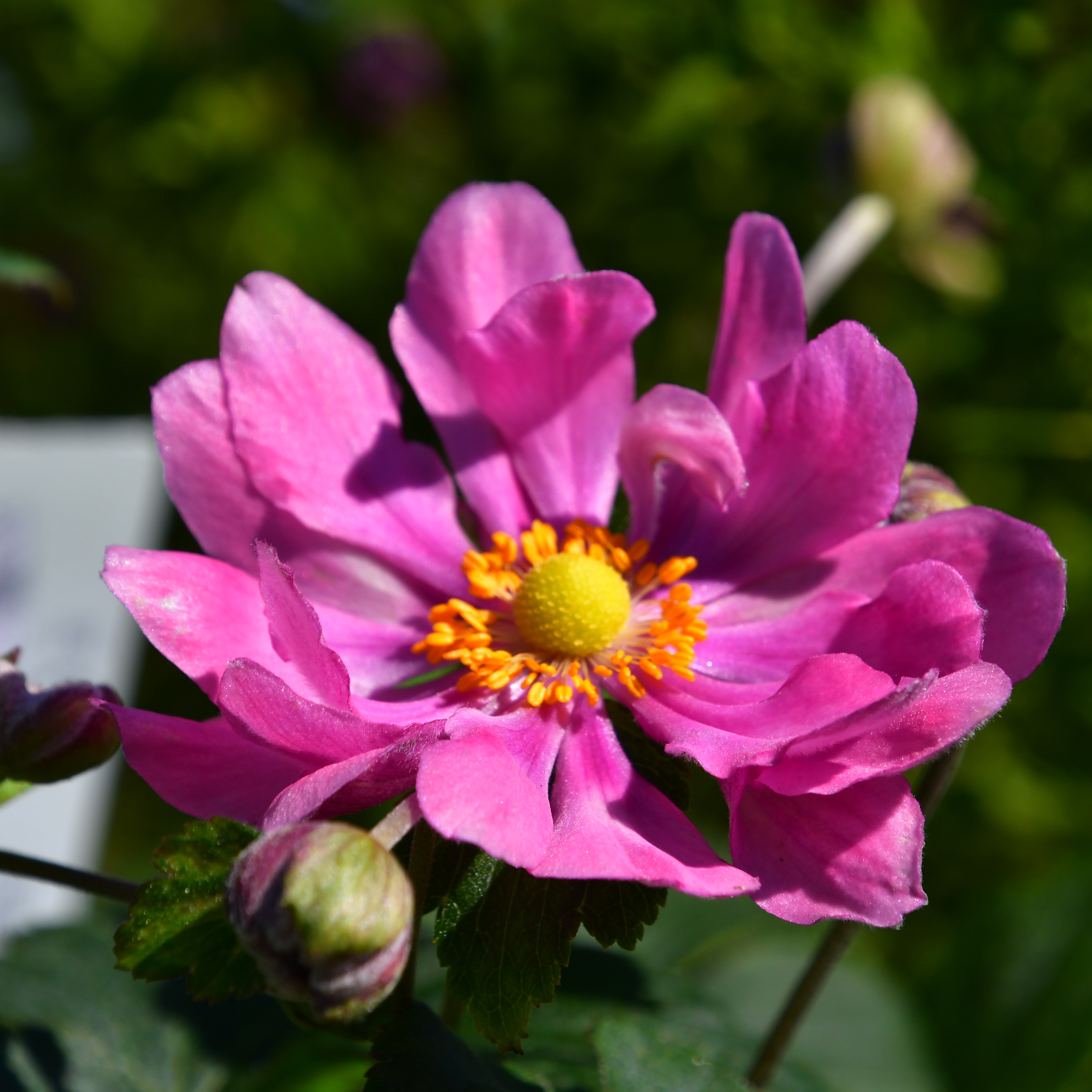 Anemone hupeh. Fantasy 'Belle' 2L
