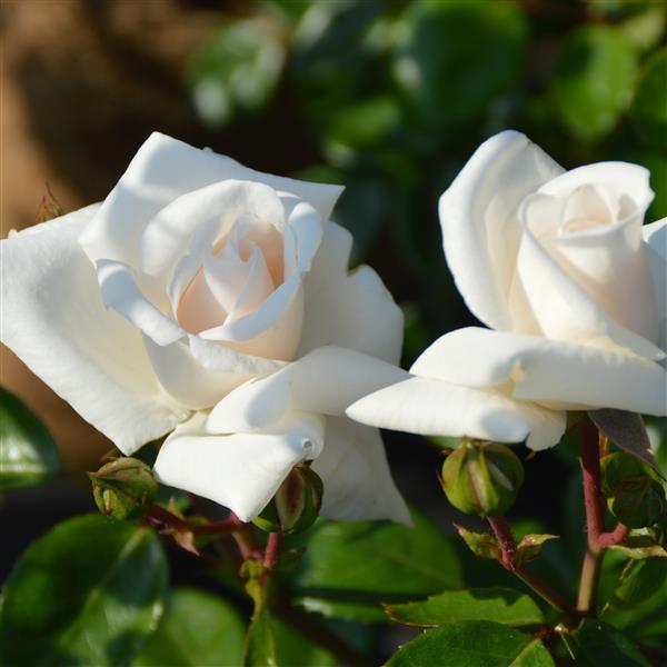 White New Dawn