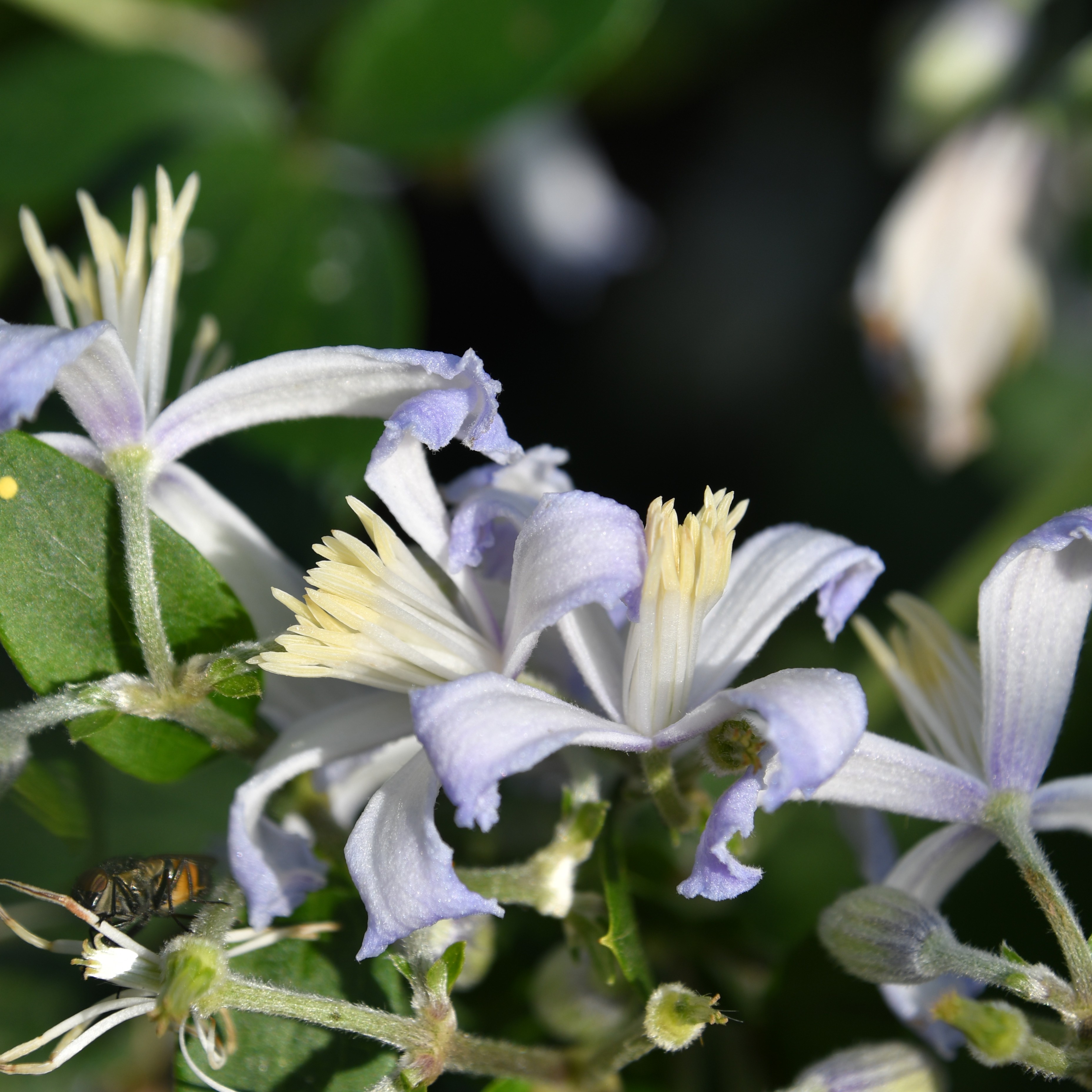 Clematis jouiniana 'Praecox'
