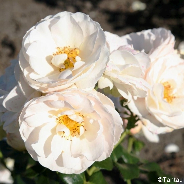 Martin Luther / Sirius