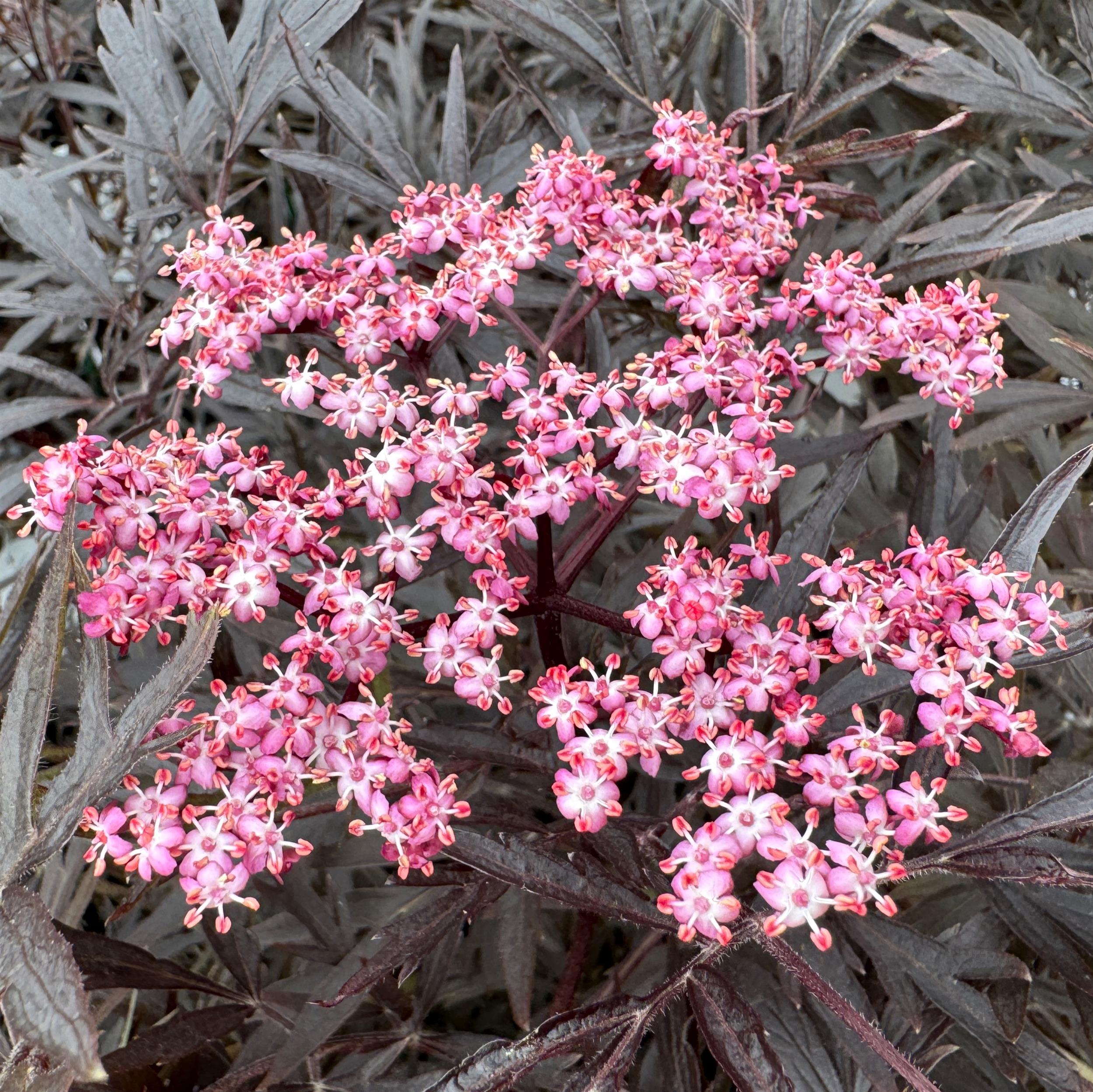 Sambucus nigra 'Black Lace' C5