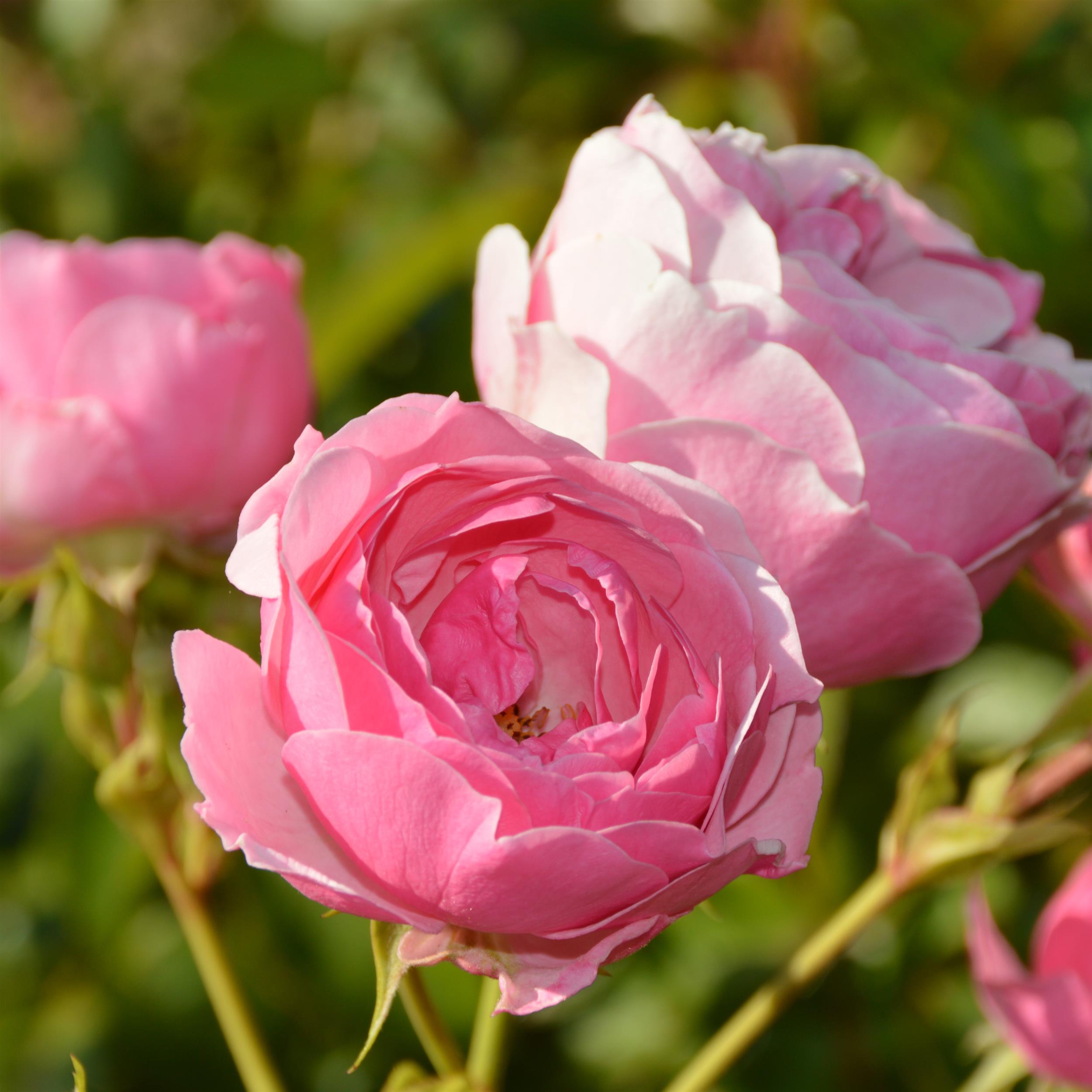 Pomponella
