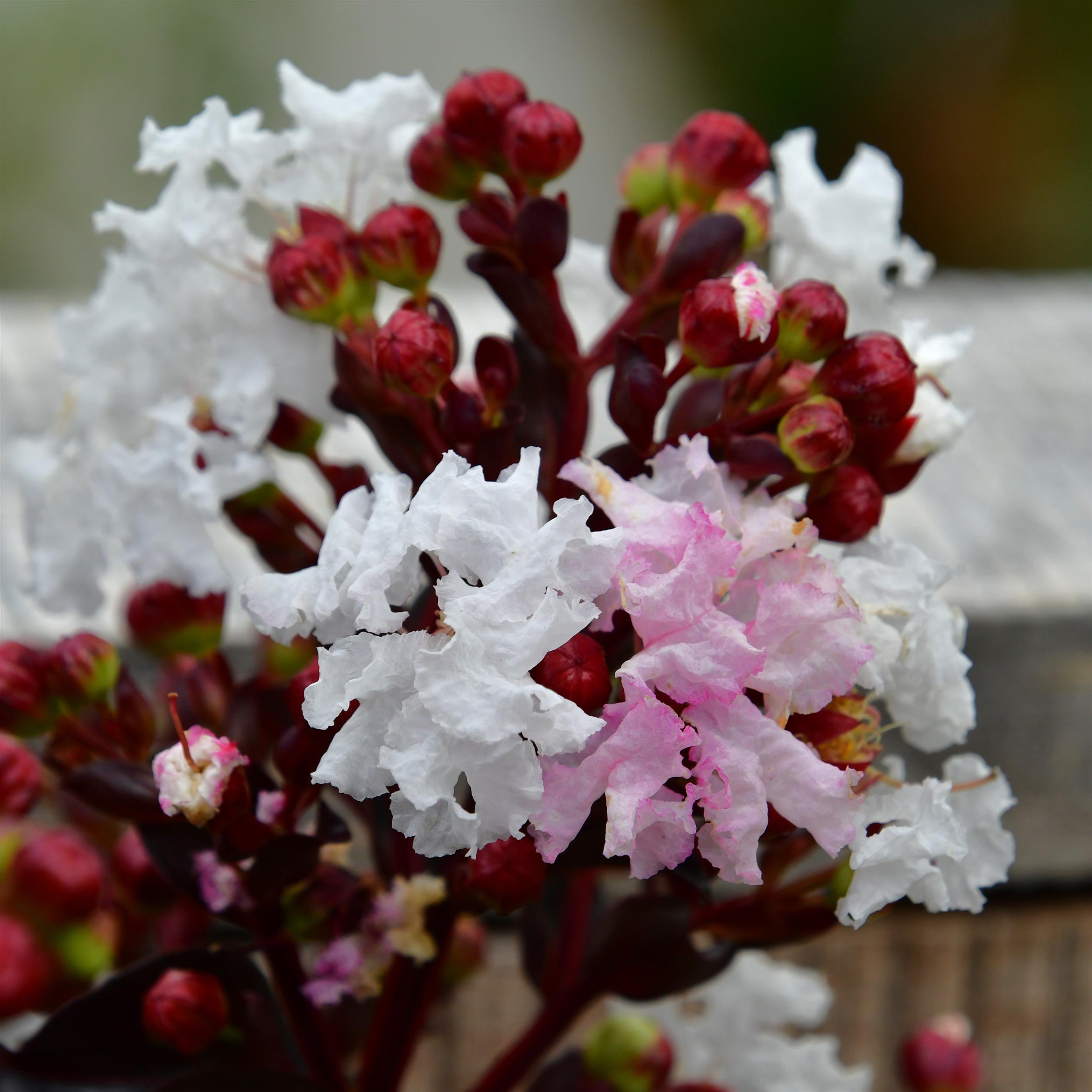 Lagerstroemia First Editions® 'Lunar Magic