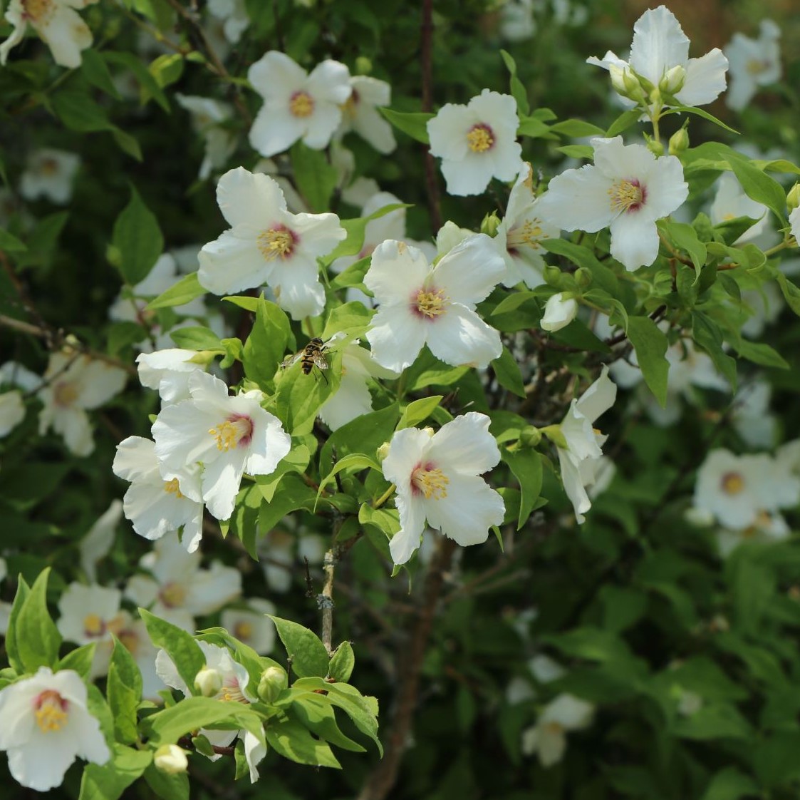 Philadelphus  'Belle Etoile' 5L