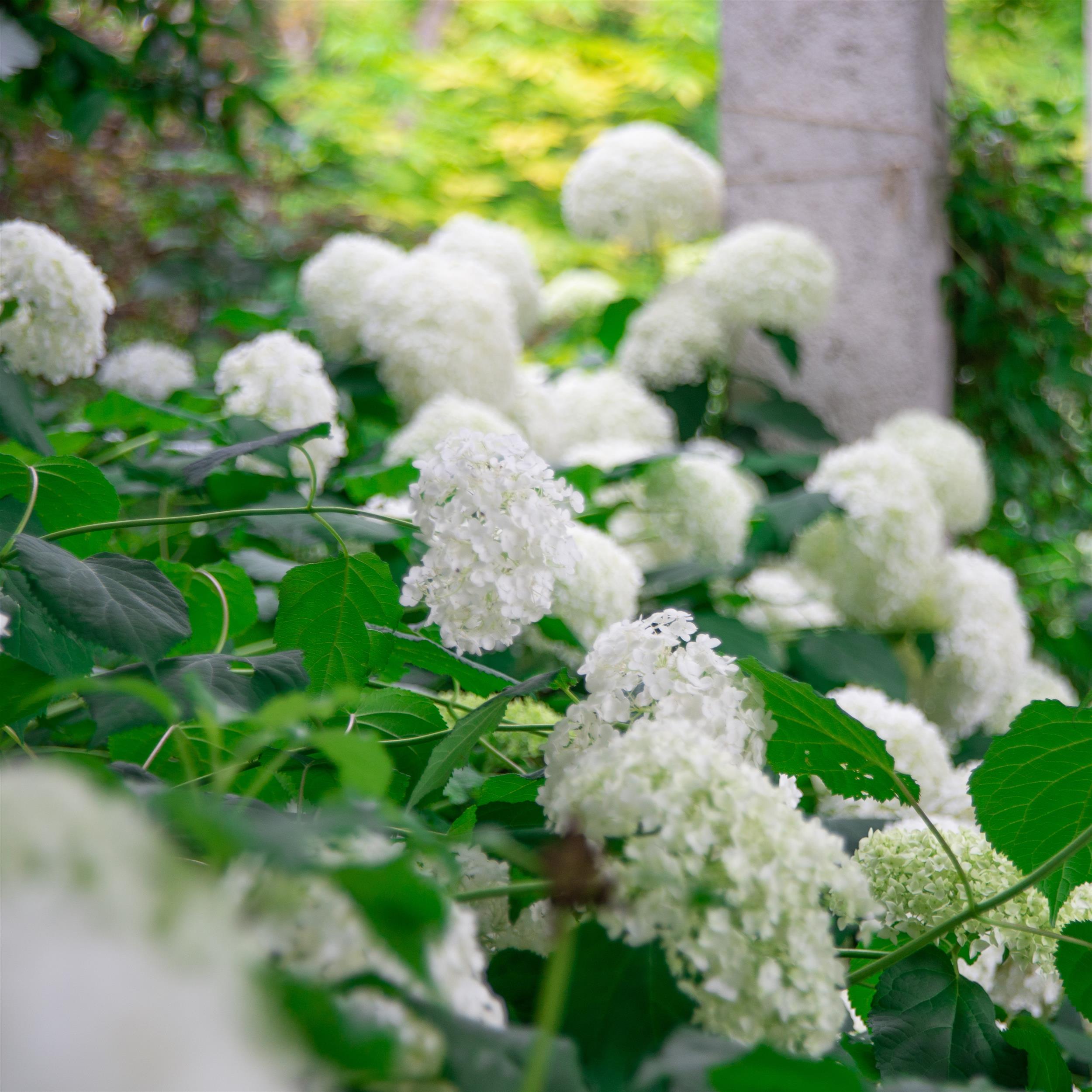 Hydrangea arborescens Annabelle 5L