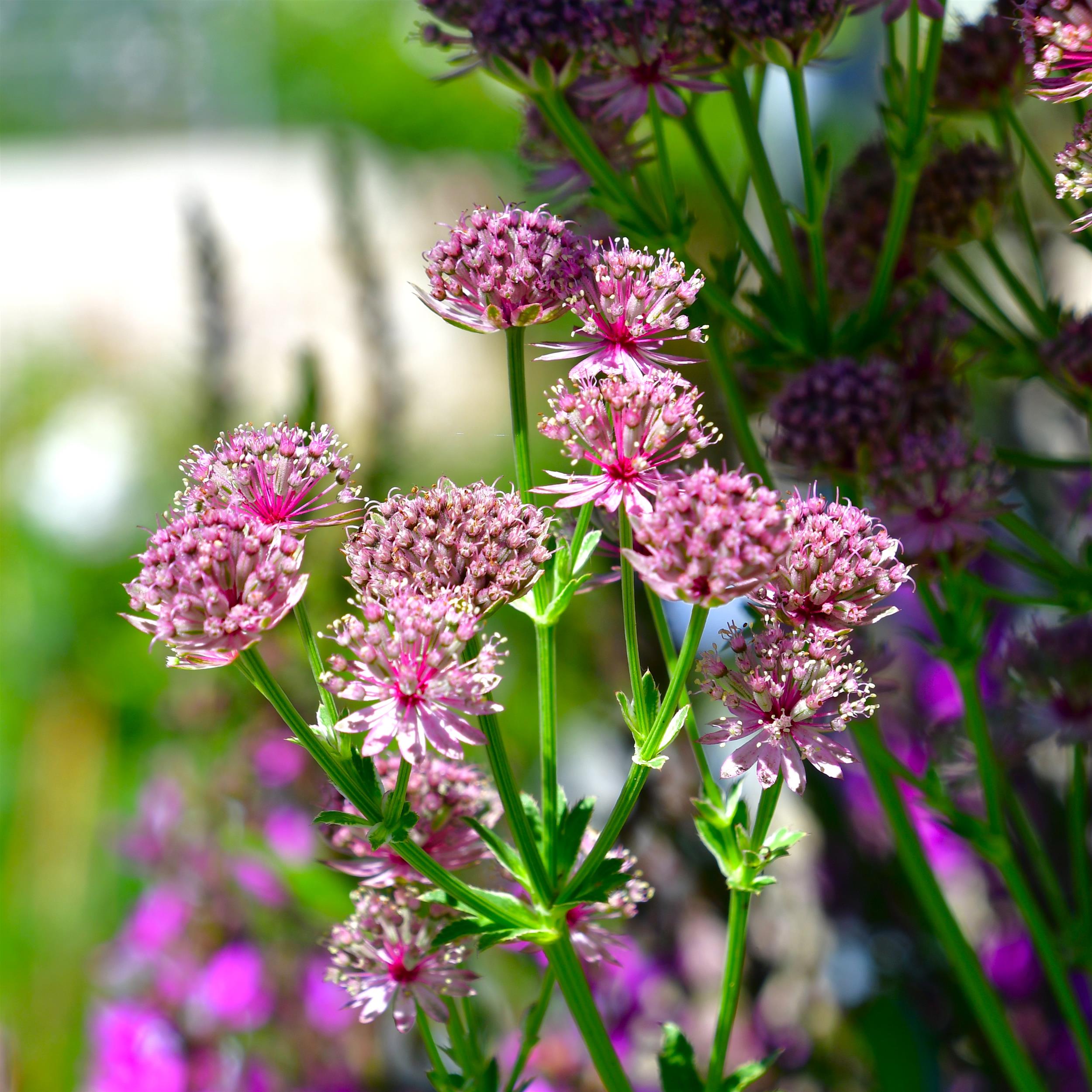 Astrantia major 'Roma' 1L