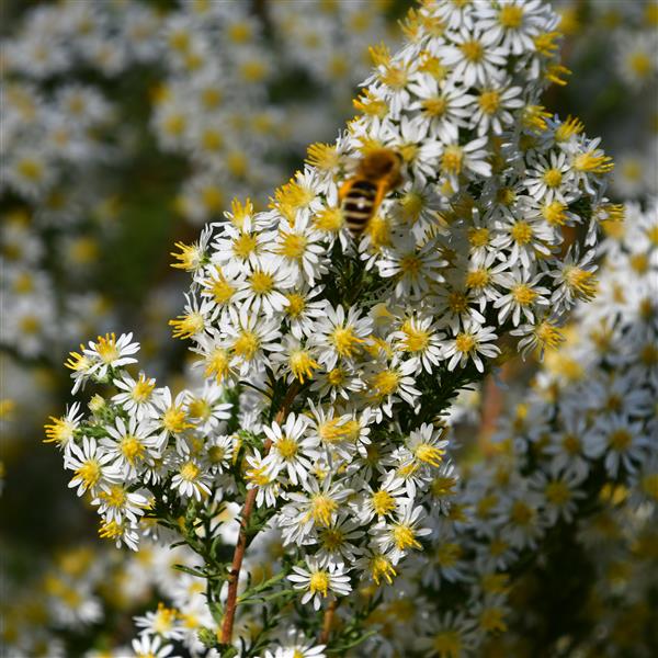 Aster ericoides 'Schneegitter' 1L