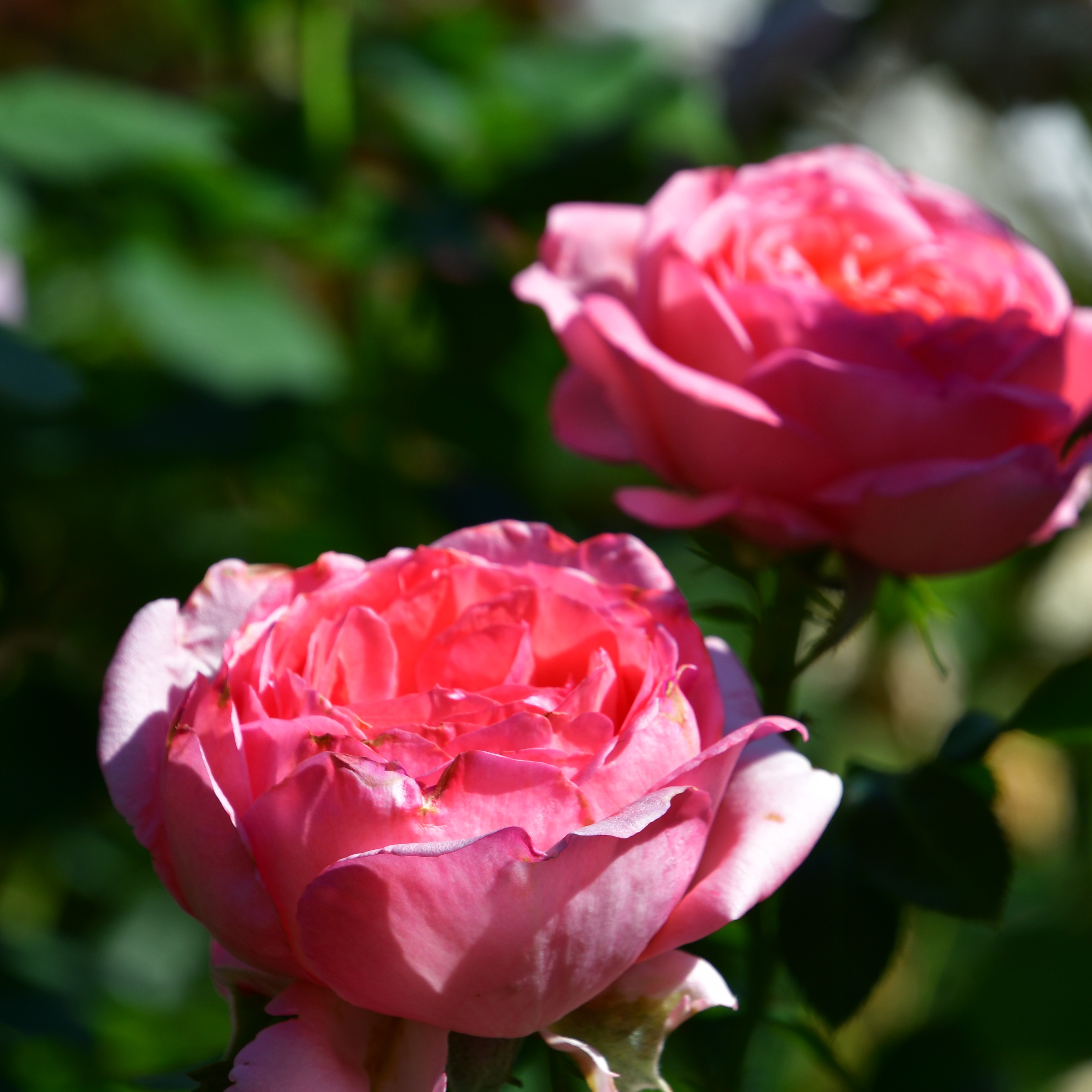 La Rose de Molinard