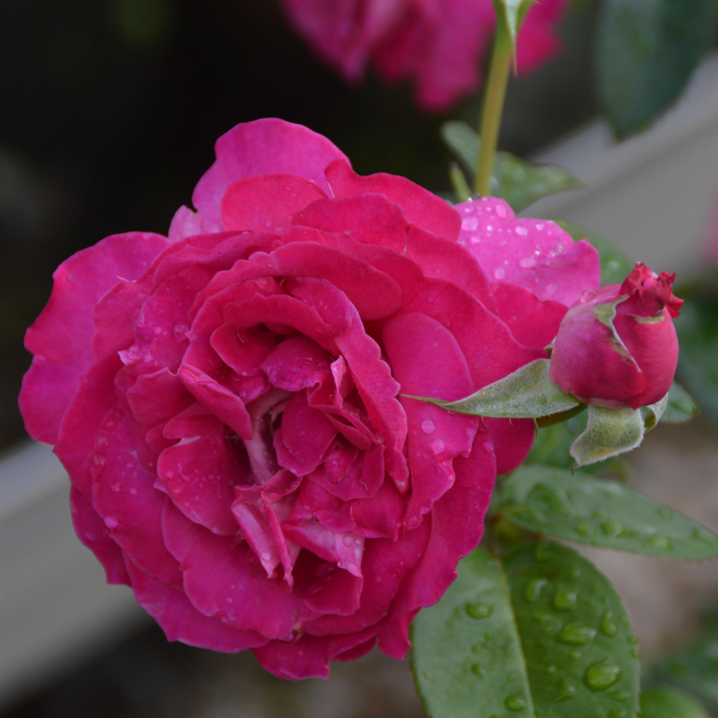 Baronne E. de Rothschild