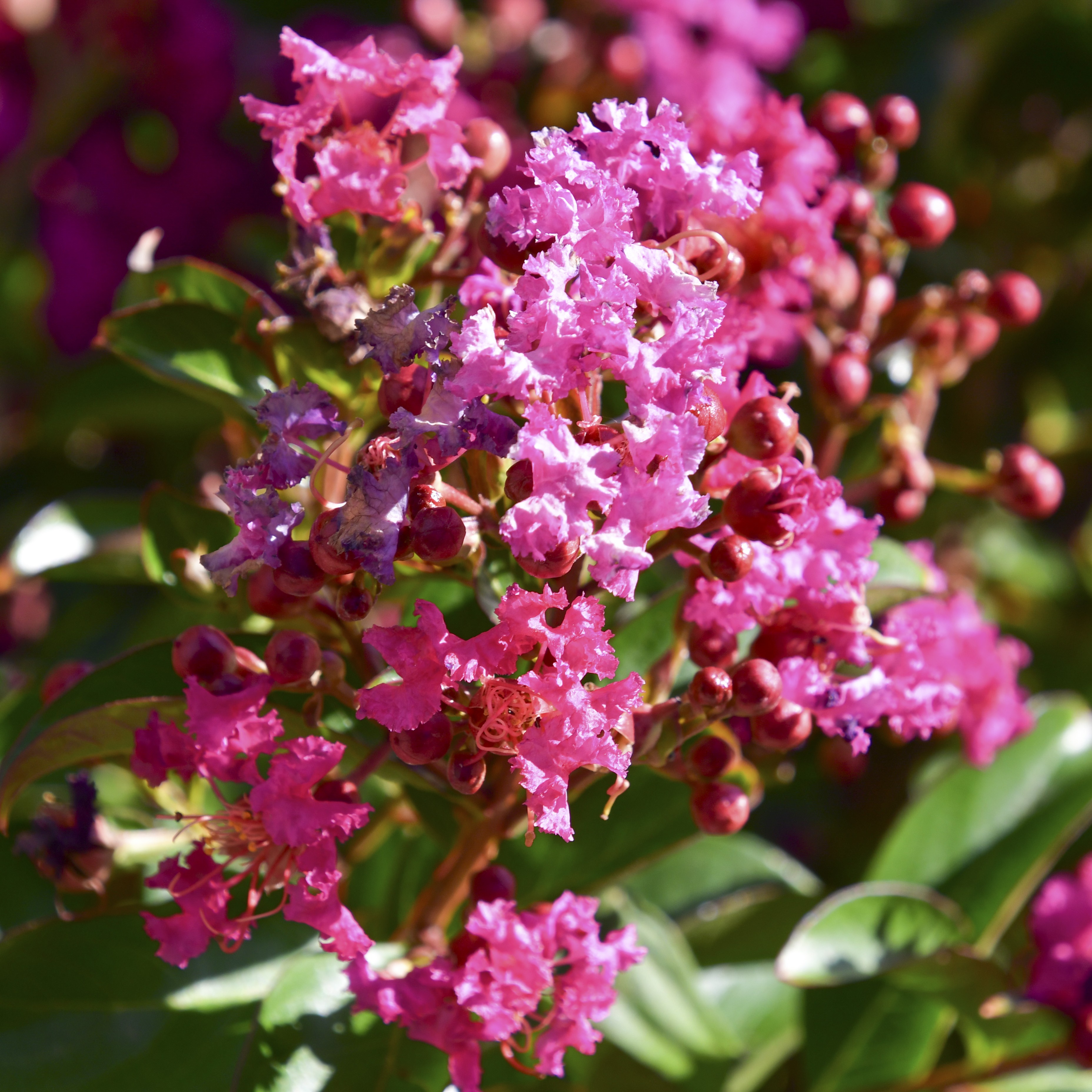 Lagerstroemia Berry Dazzle 5L