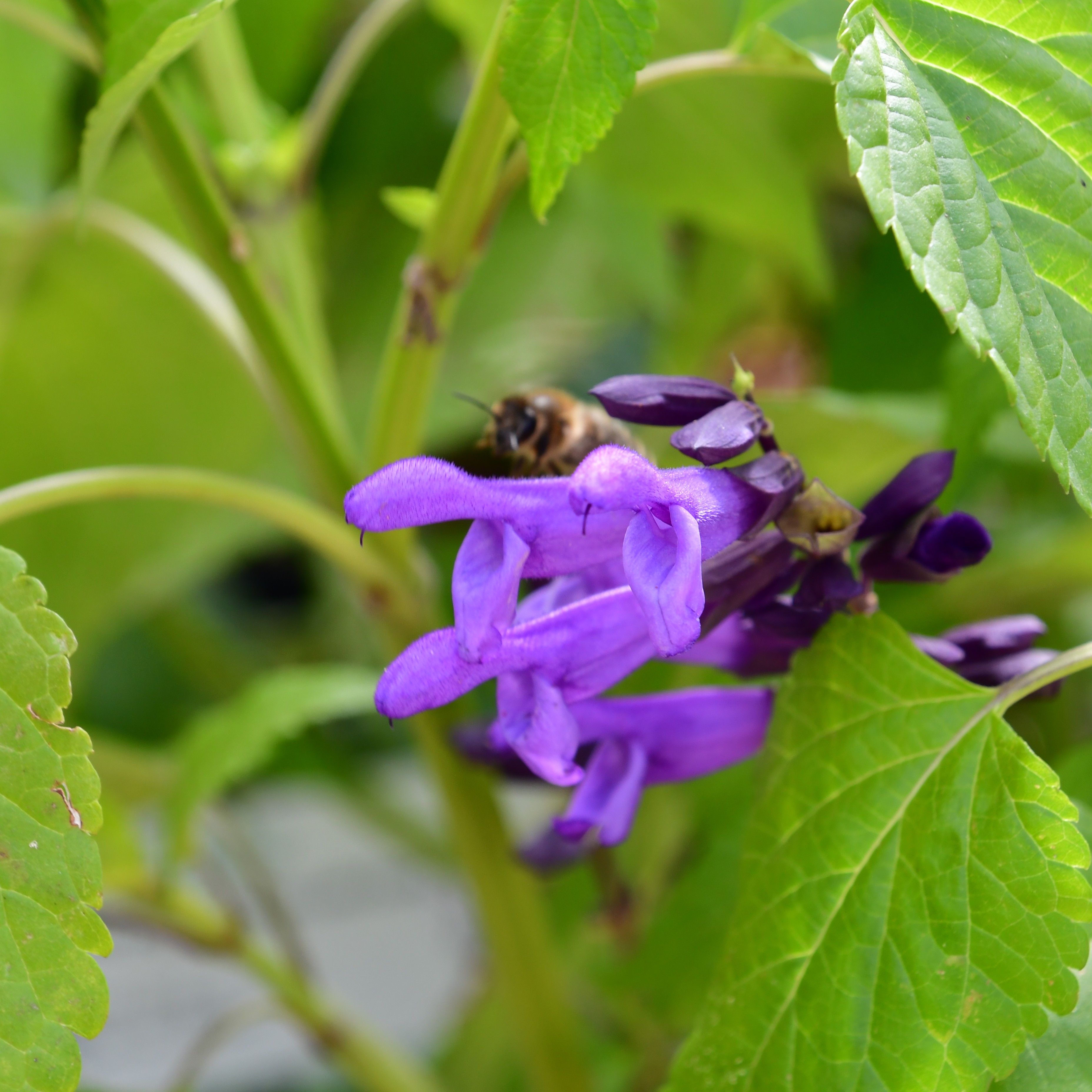 Salvia Salgoon Lake Garda 3L