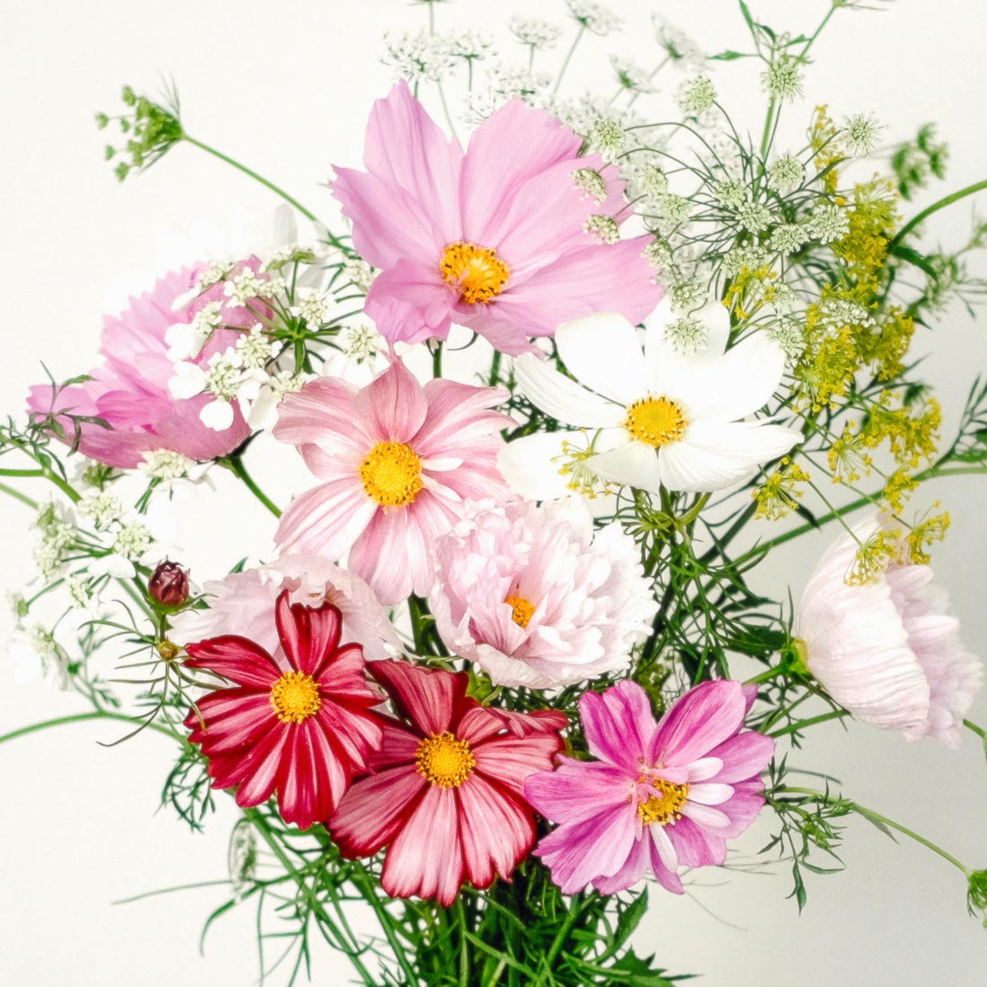Wild Bouquets Cosmos Collection