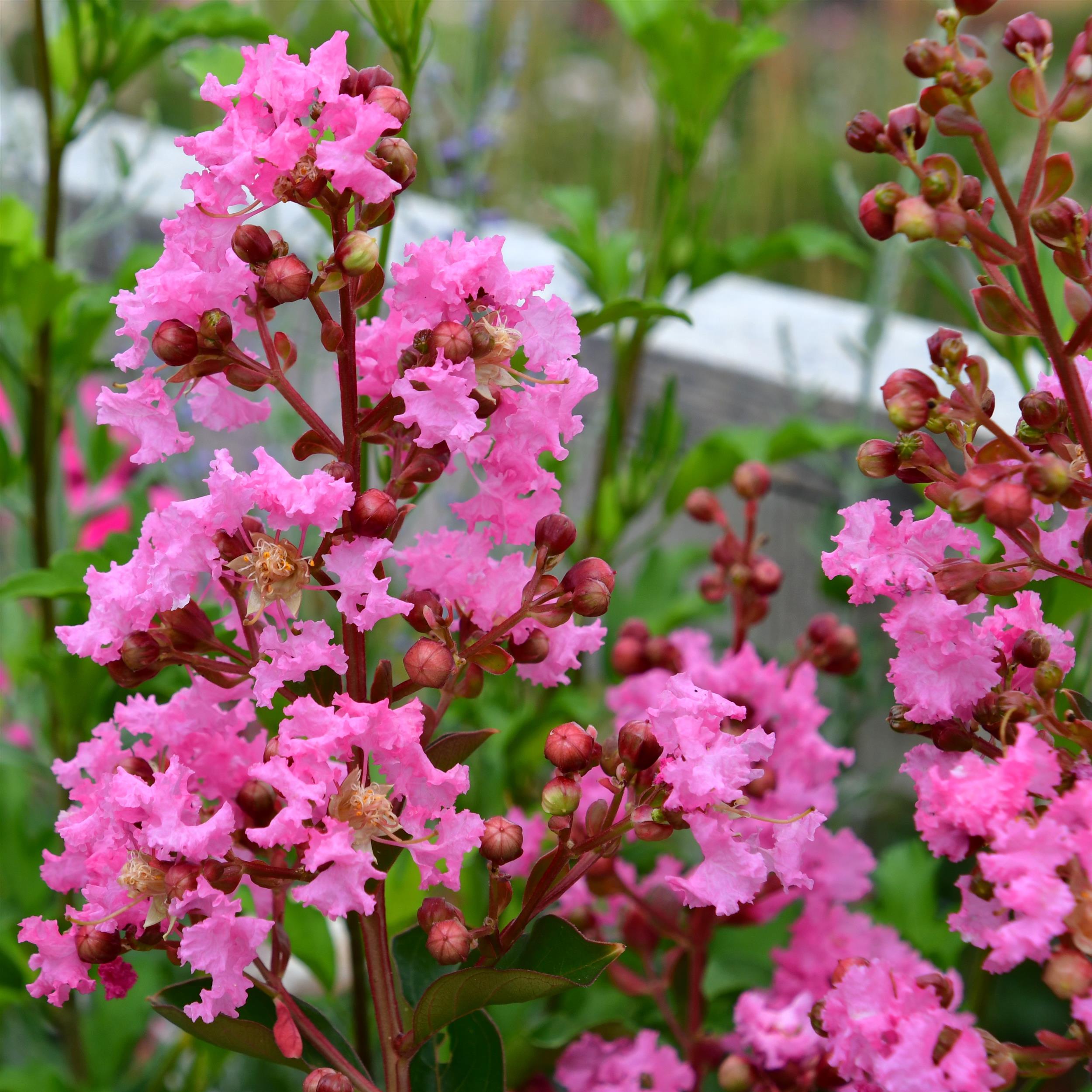 Lagerstroemia First Editions® 'Hopi
