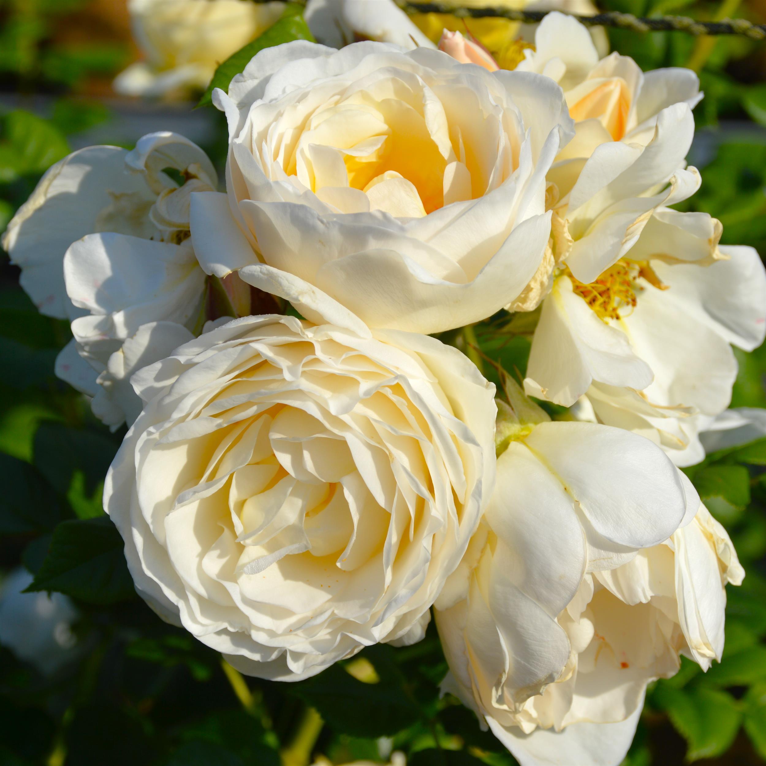 Uetersener Kloster Rose